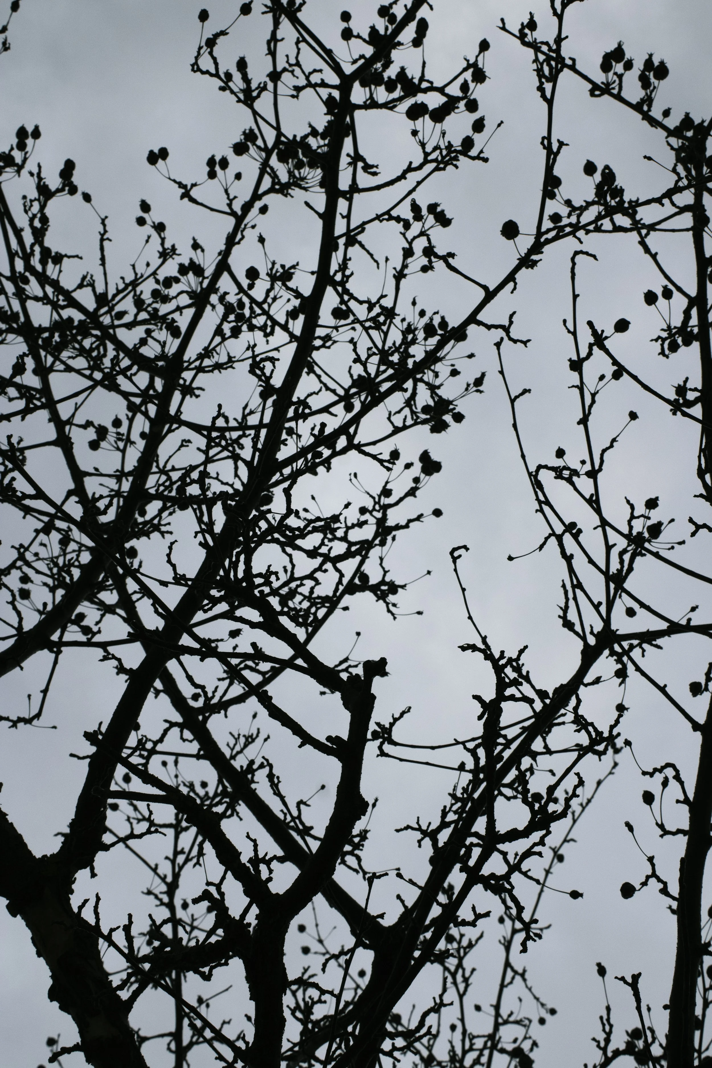 sky_berries_1 copy.jpg