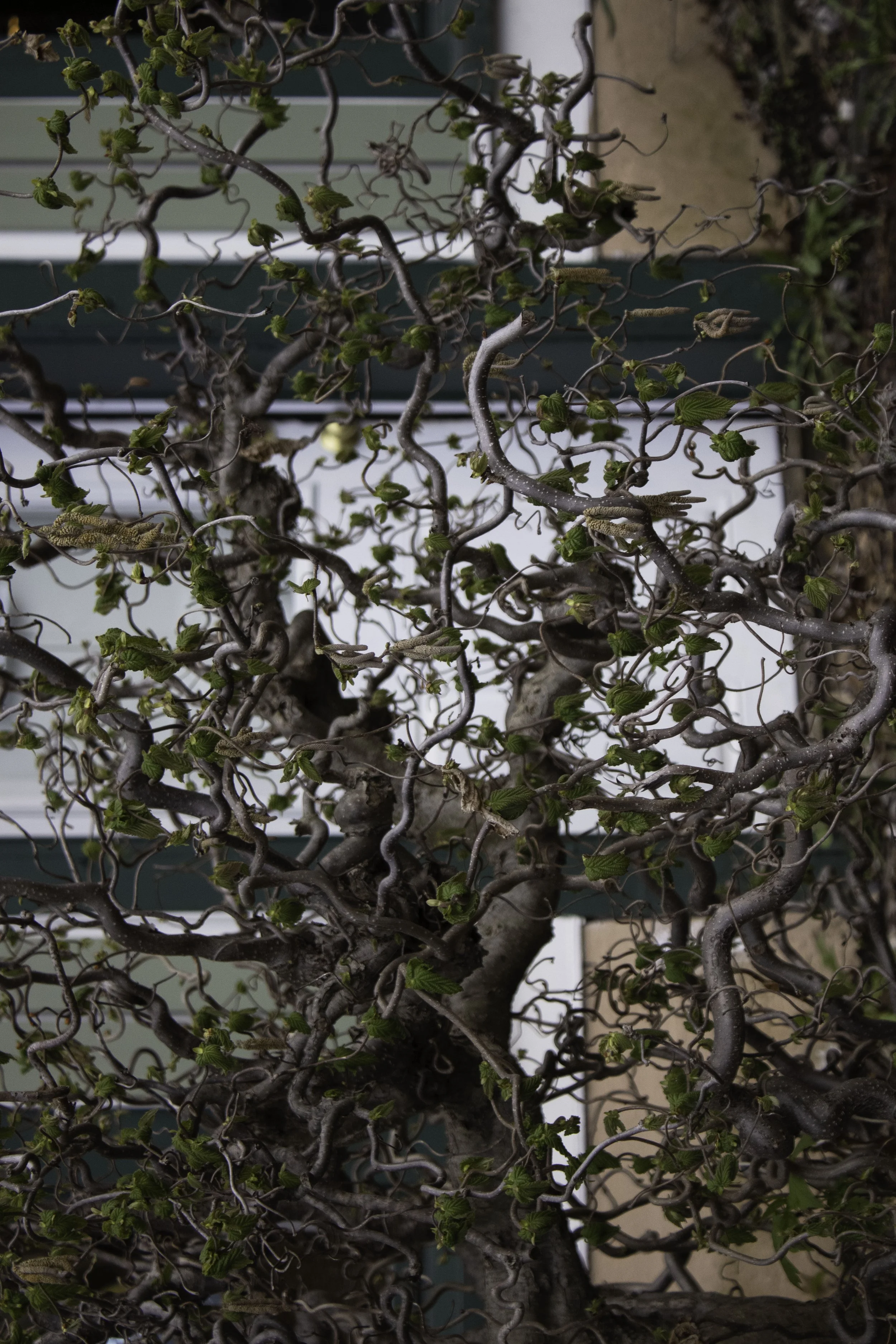 spindly trr copy.jpg