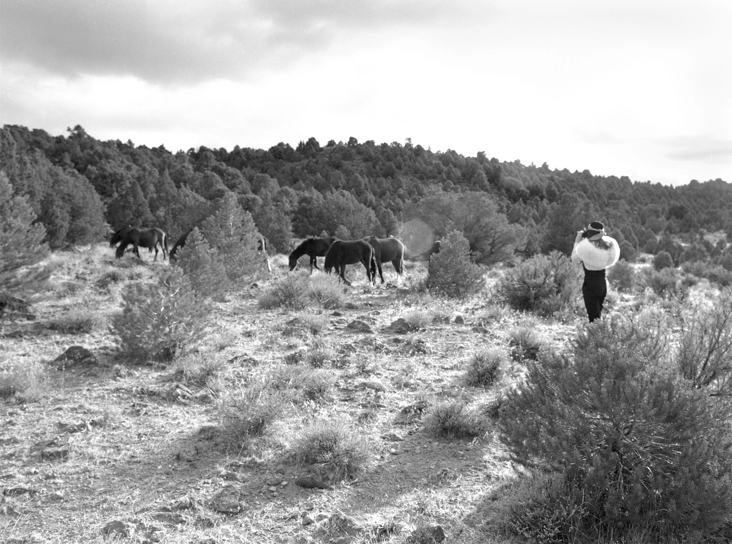 Societe-des-archives-affectives-horses-02.jpg