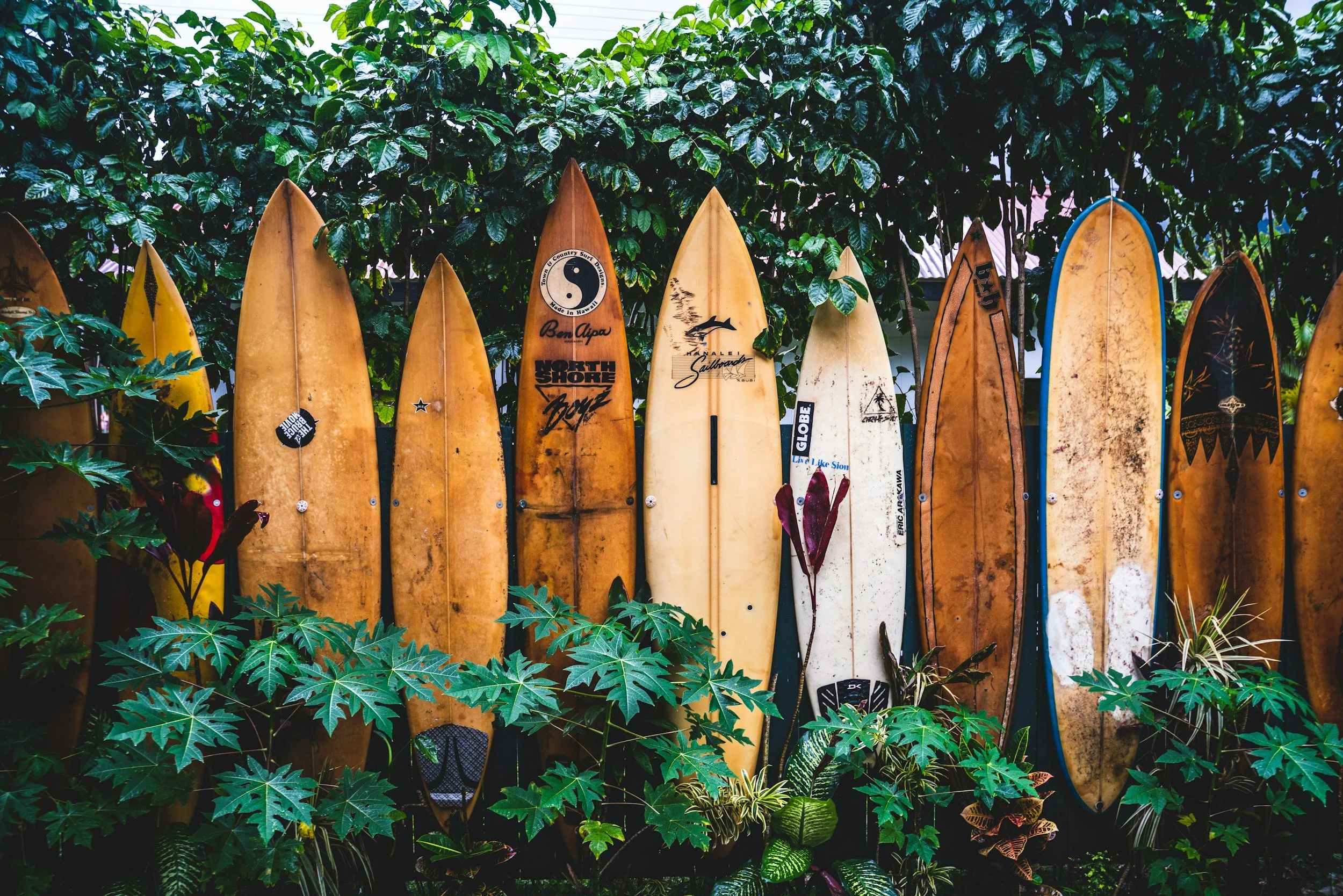 A collection of surfboards in various colors and sizes lined up vertically behind lush green leafy plants in an outdoor setting.