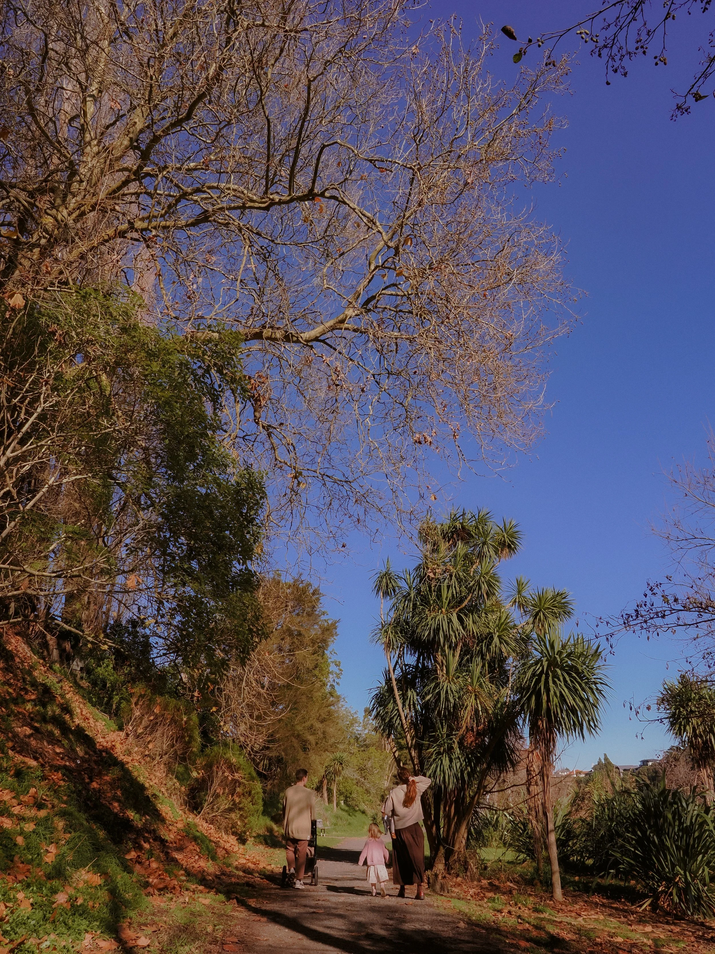A family of three adults and one child walking along a dirt path in a park. The trees are mostly bare, indicating late fall or winter, and the sky is clear and blue. Family Photography Waikato New Zealand. Family Photography Hamilton New Zealand. 