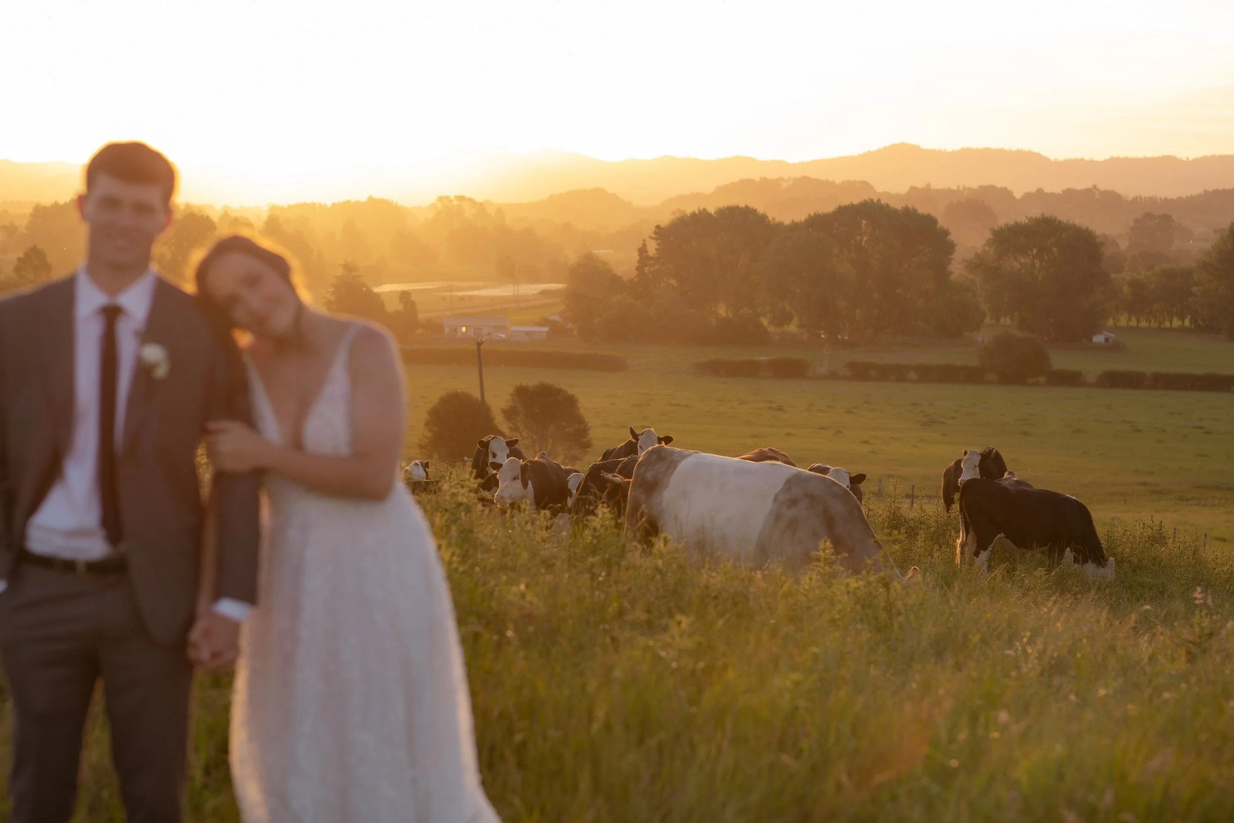 A bride and groom holding hands on a grassy field with grazing cows at sunset.  Wedding Photography Waikato New Zealand. Wedding Photography Hamilton New Zealand. Northland Wedding Photography