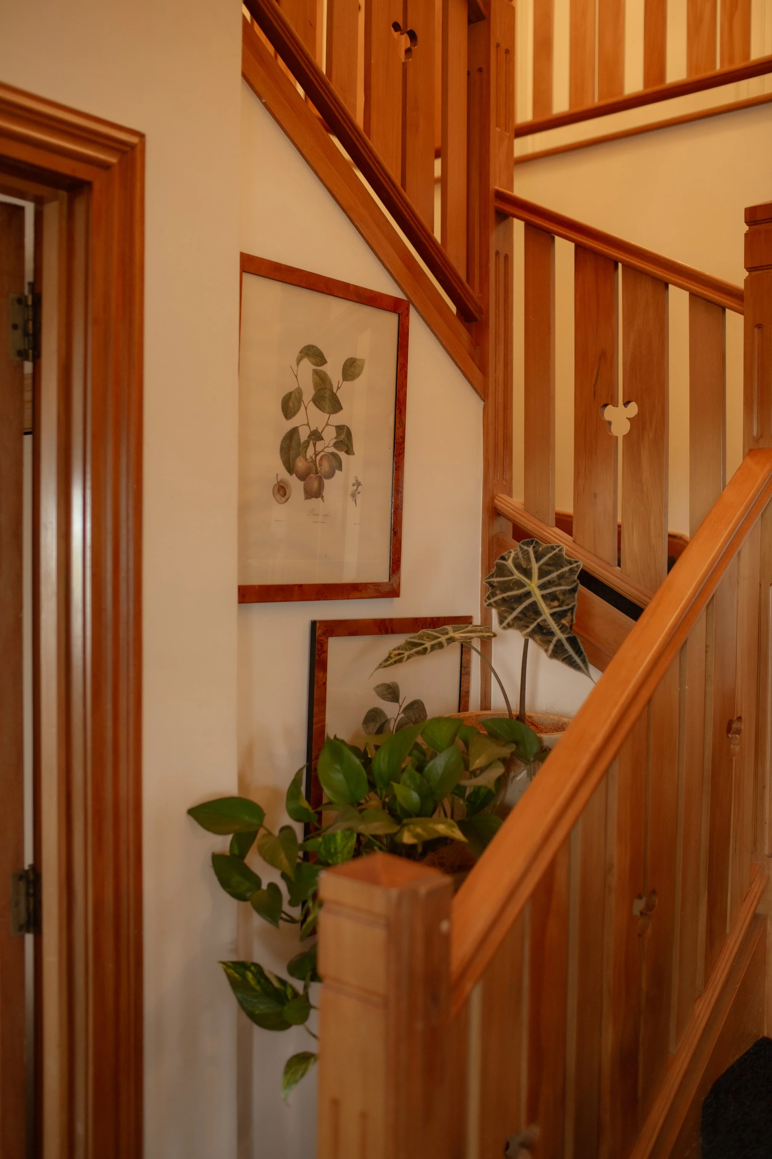 Wooden staircase with framed botanical prints and potted plants on the wall and railing.  Wedding Photography Waikato New Zealand. Wedding Photography Hamilton New Zealand. Northland Wedding Photography