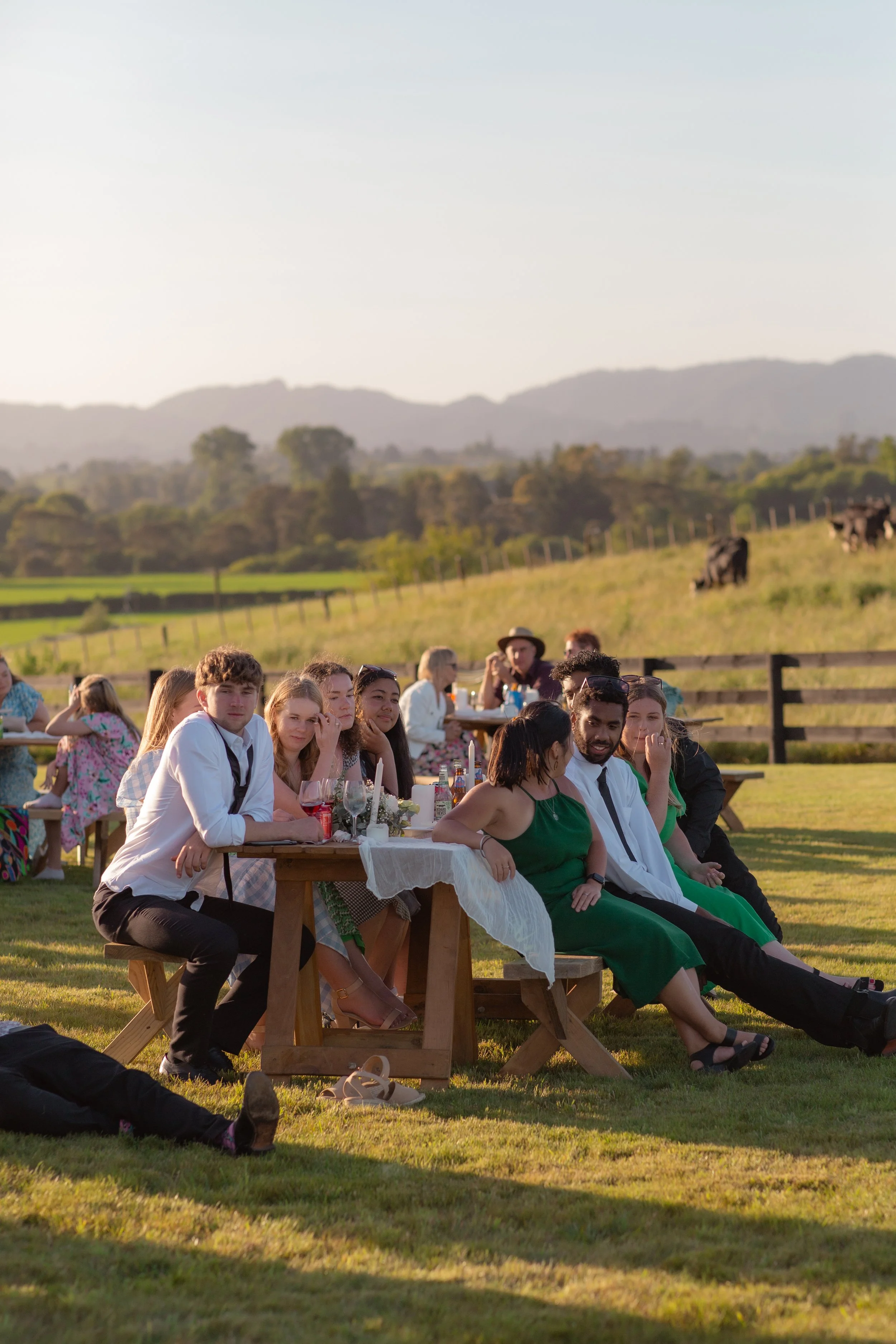 Group of people sitting at outdoor picnic tables during sunset in a grassy field with cow grazing in background and mountains in the distance.  Wedding Photography Waikato New Zealand. Wedding Photography Hamilton New Zealand. Northland Wedding Photo