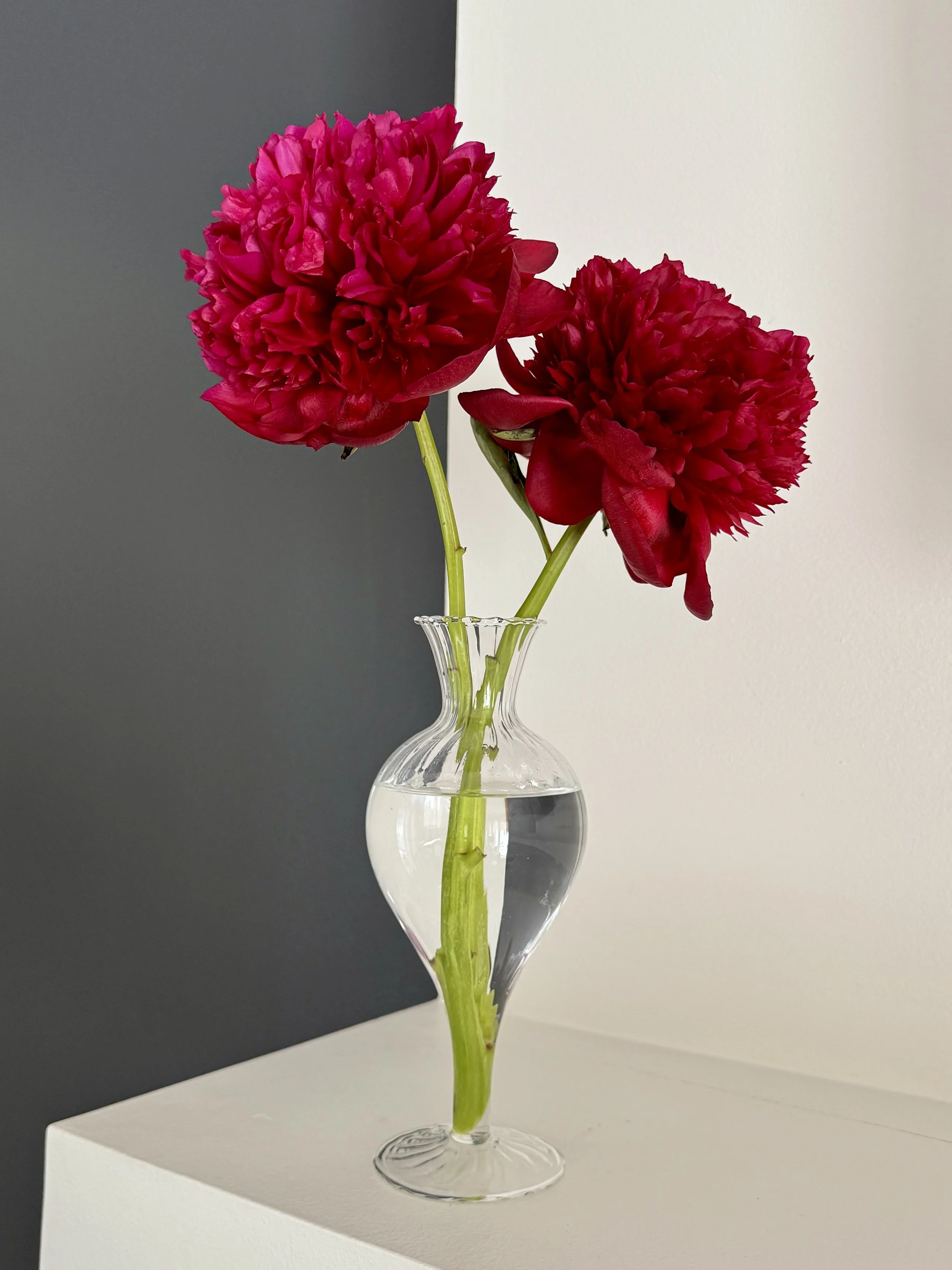Boutique glass bud vase holding two peony stems