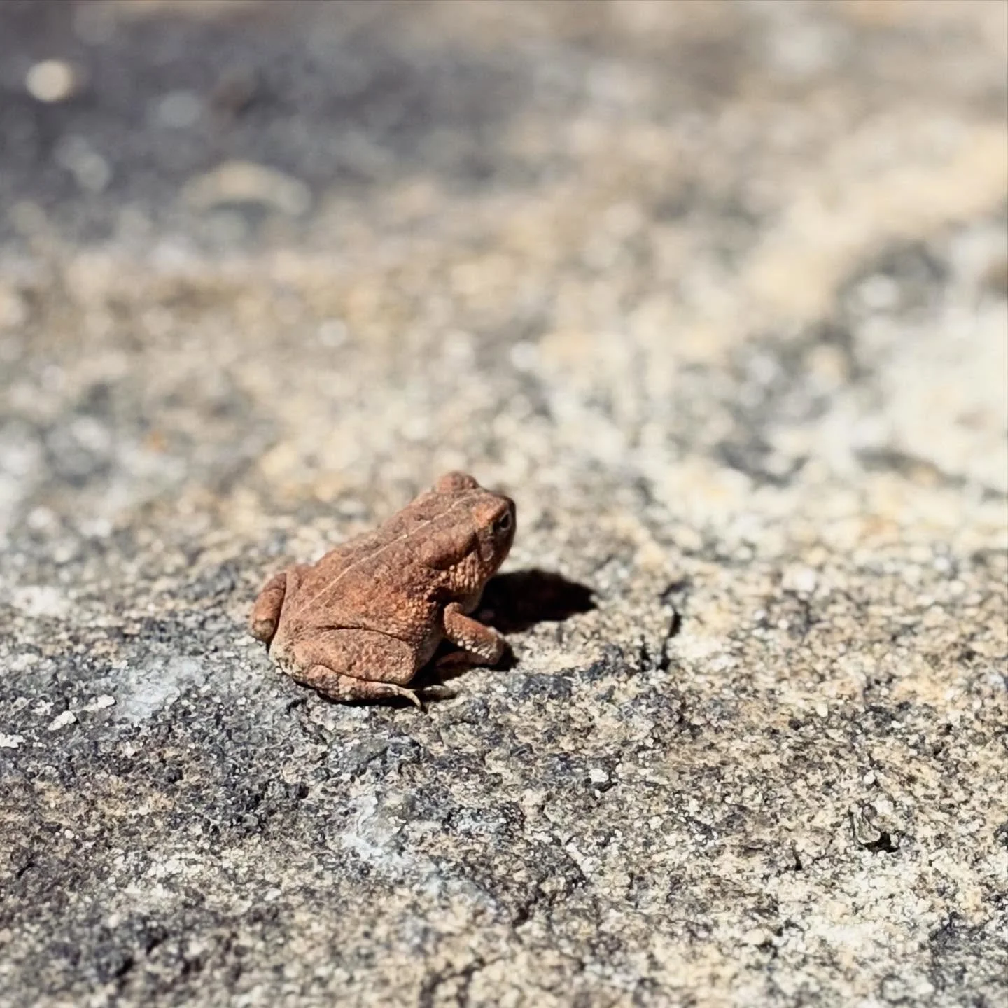 My friend Iggy Hop (pictured here) has been working overtime to help clear the spiders from the hiking trail at Arabia Mountain. 

Join us October 17th at 6pm for another amazing night hike!  Guaranteed fewer spiders and maybe even an Iggy Hop sighti