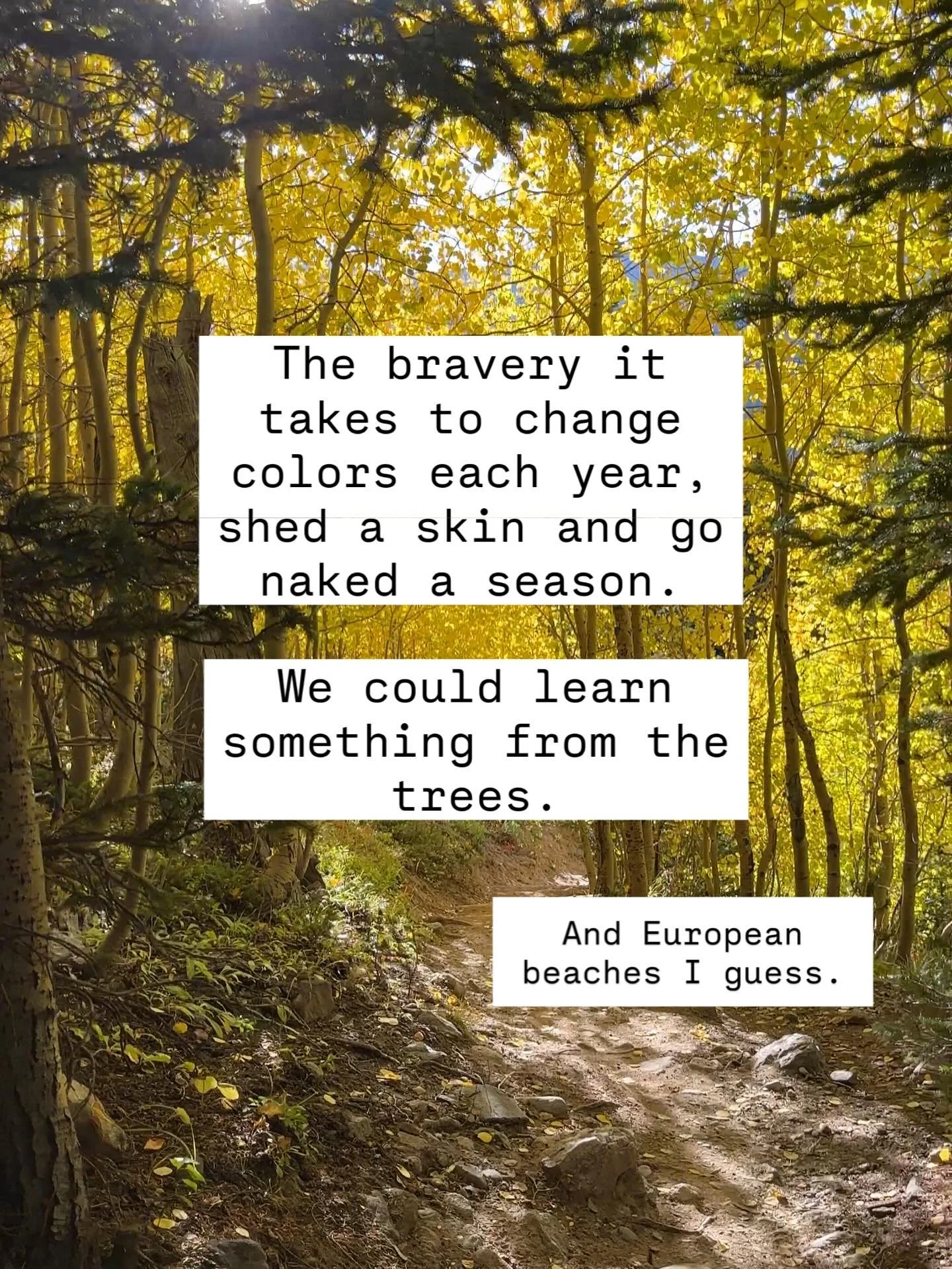 Be more like trees. 

#outdoors #outdoorknowledge #trees #leaveschanging #wisdom #peaksngeeks #aspens