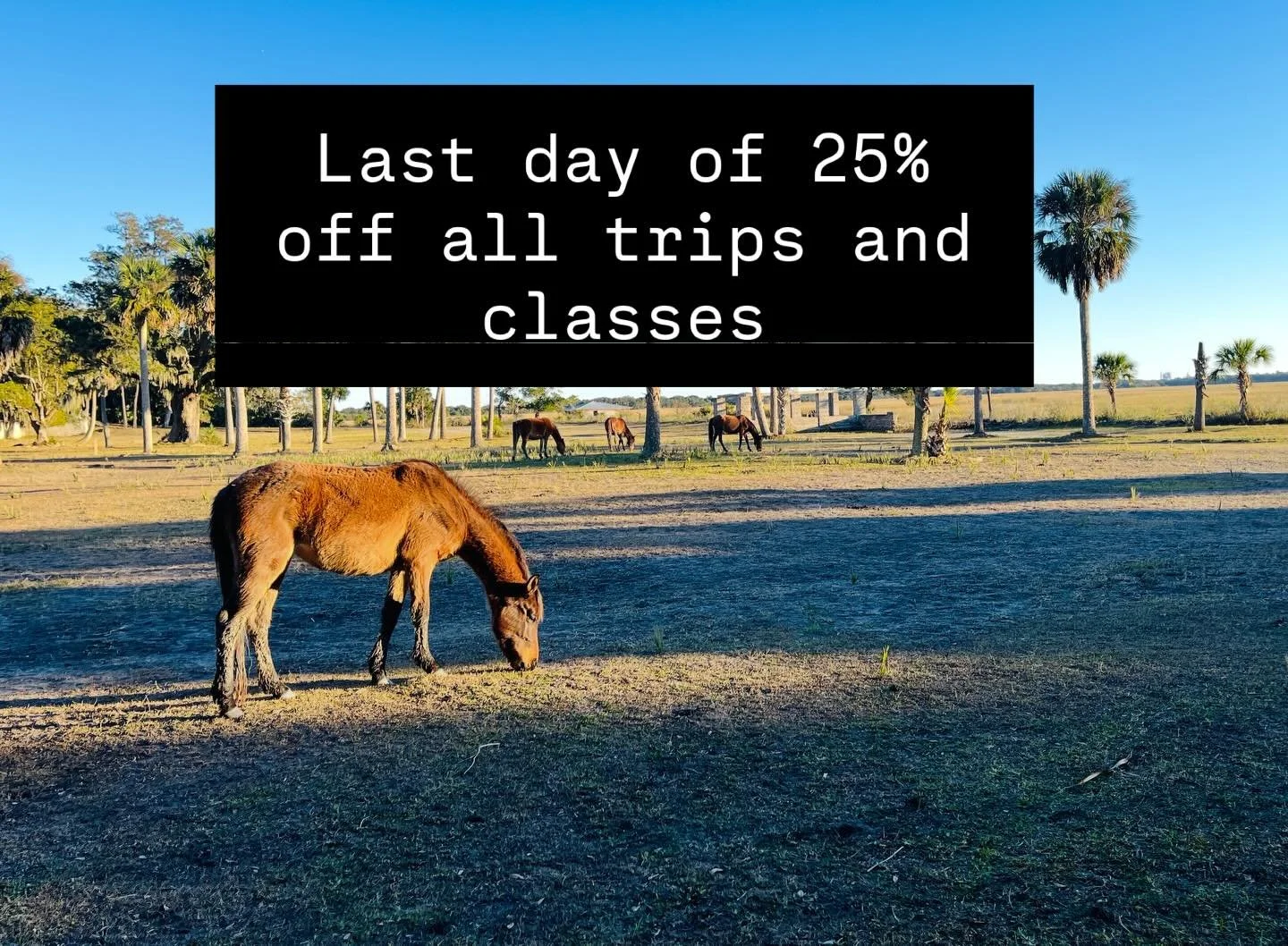 Give the gift that&rsquo;s not wrapped in plastic. The gift that doesn&rsquo;t go to Bezos or other billionaires. The gift of wild horses and armadillos and s&rsquo;mores! The gift that supports a small business run by two silly Billie&rsquo;s with a