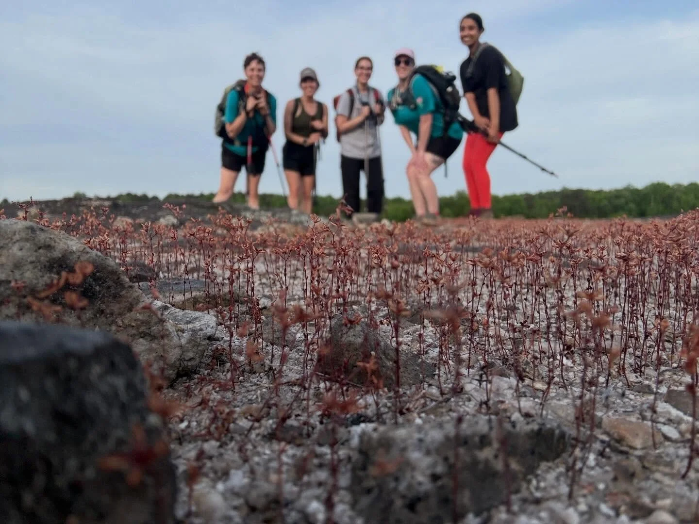 Diamorpha is a species of plant that is super rare and beautiful. It&rsquo;s a species of plants in the crassulaceae family and it&rsquo;s considered THE ONLY species in the genus Diamorpha. It blooms in Georgia typically in late March and it&rsquo;s