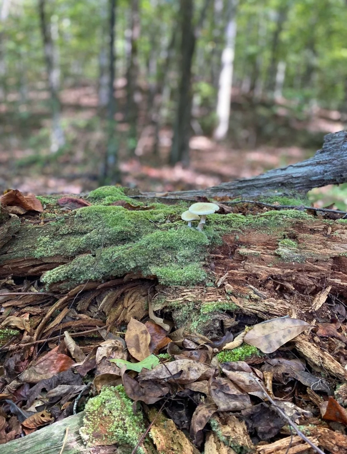 Have you ever had the pleasure of hiking at Sweetwater Creek?  It&rsquo;s truly one of the most beautiful parks with so much wildlife, civil war era mill ruins, and was a film location for the Hunger Games!

Join us here on May 10th for a Mother&rsqu