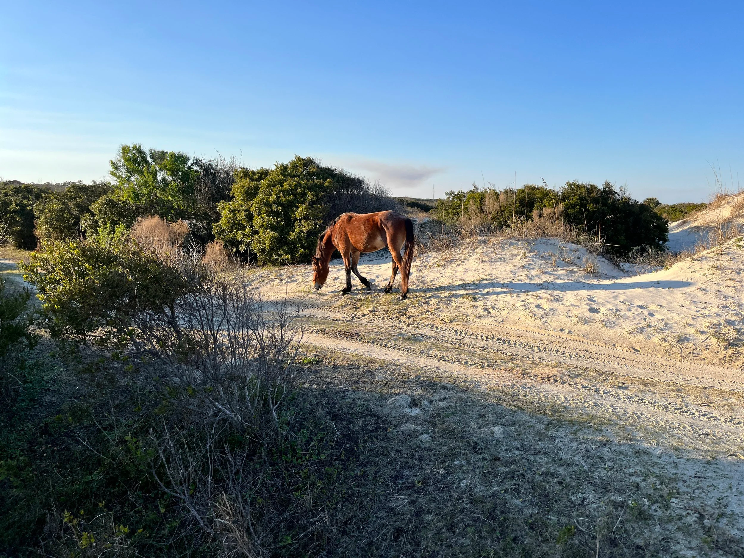 Cumberland Island Backpacking Trip