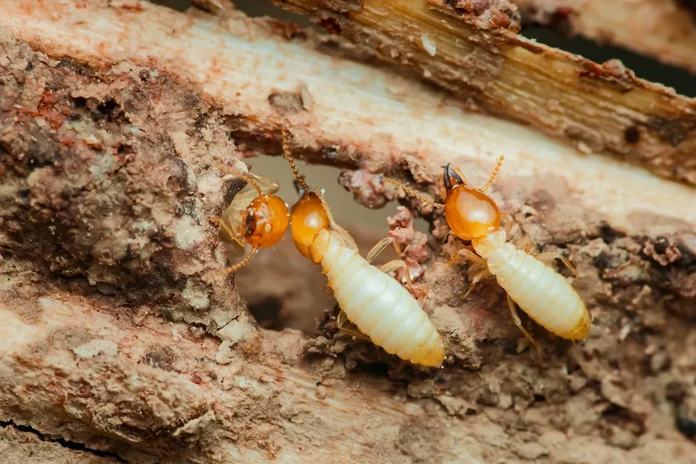 What Attracts Termites to Homes in Peoria, IL? (And How to Prevent Them)