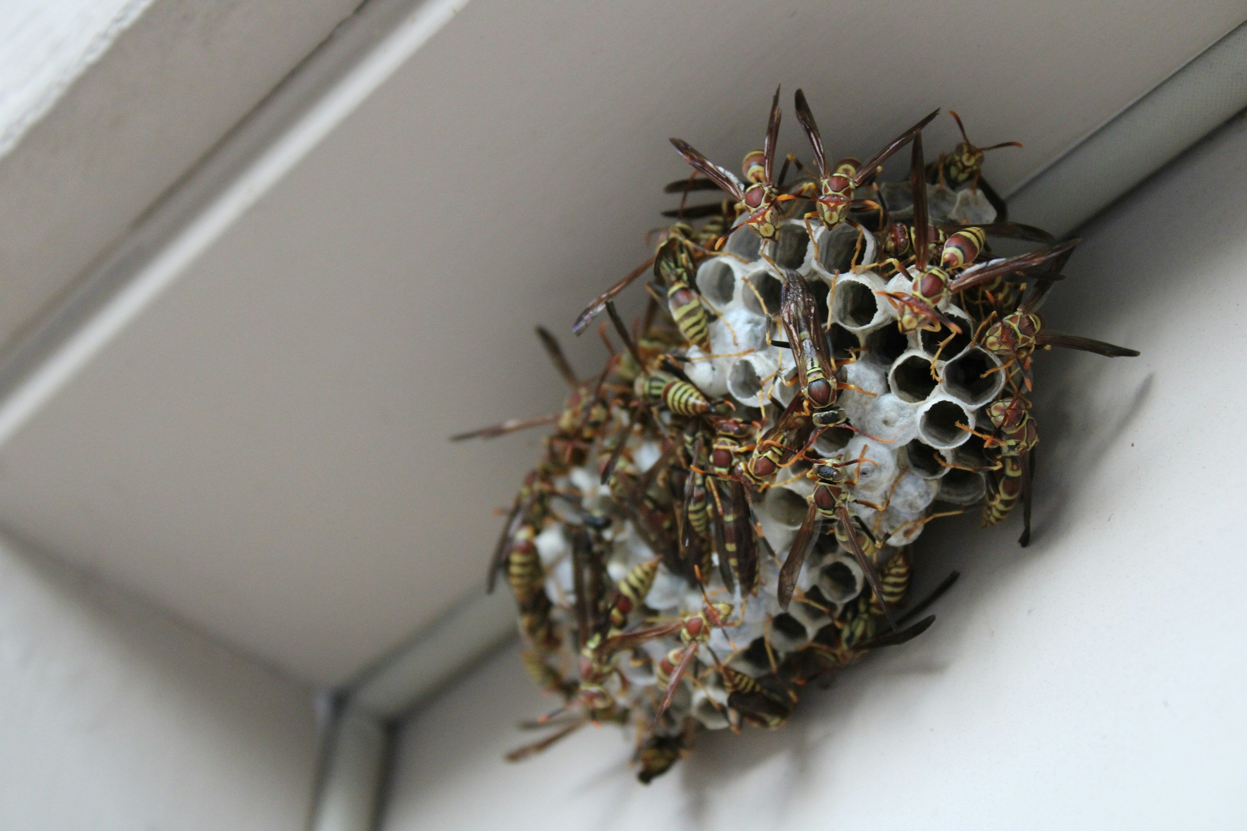 The Pest Behavior Guide: Why Pests Pick Your House and What Actually Eliminates Them