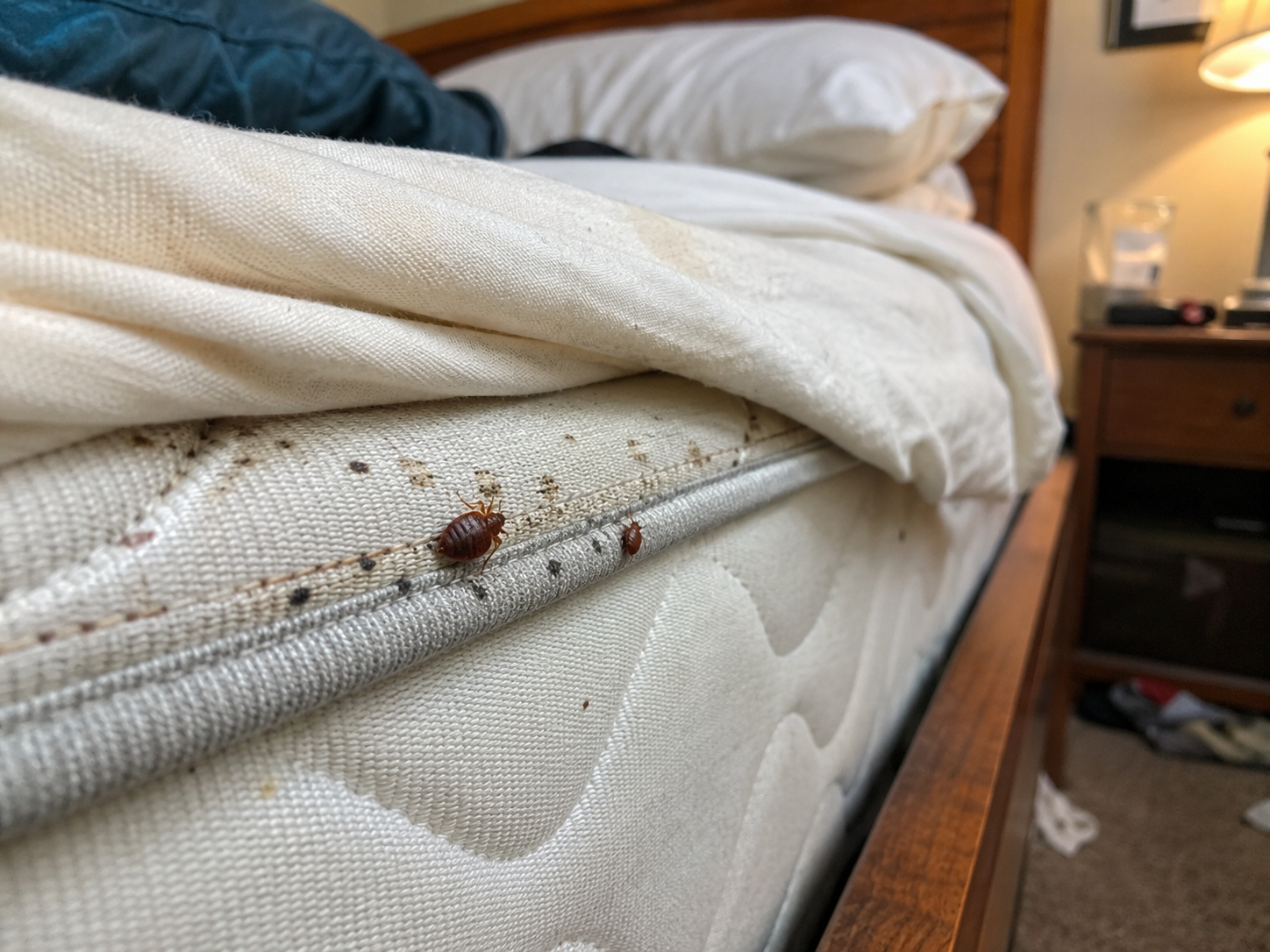 How to Spot Bed Bugs in Peoria, IL: Signs, Bites, and What to Do Next