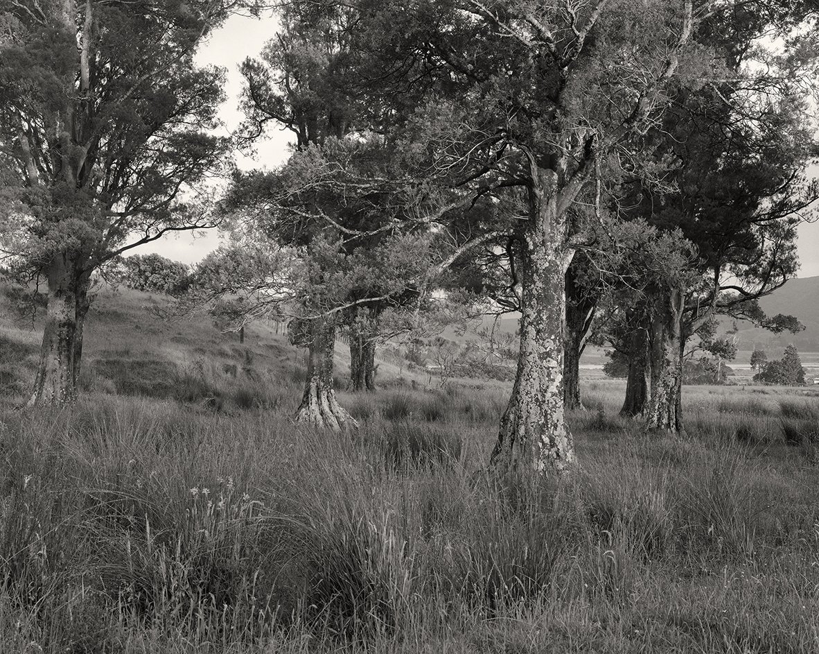 TIKAPA KAHIKATEA_01_150 DPi XSML.jpg