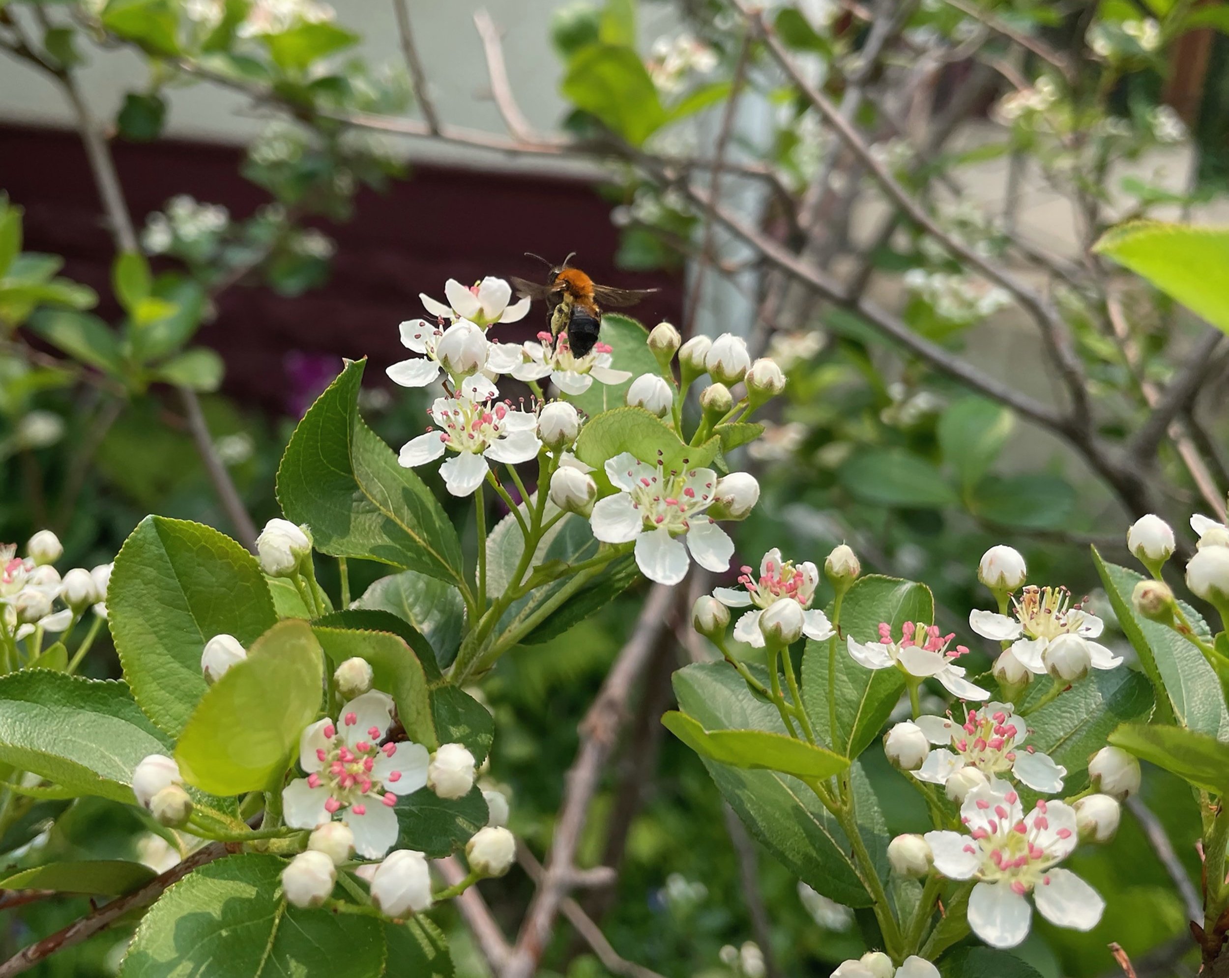 May Holidays and Observations
