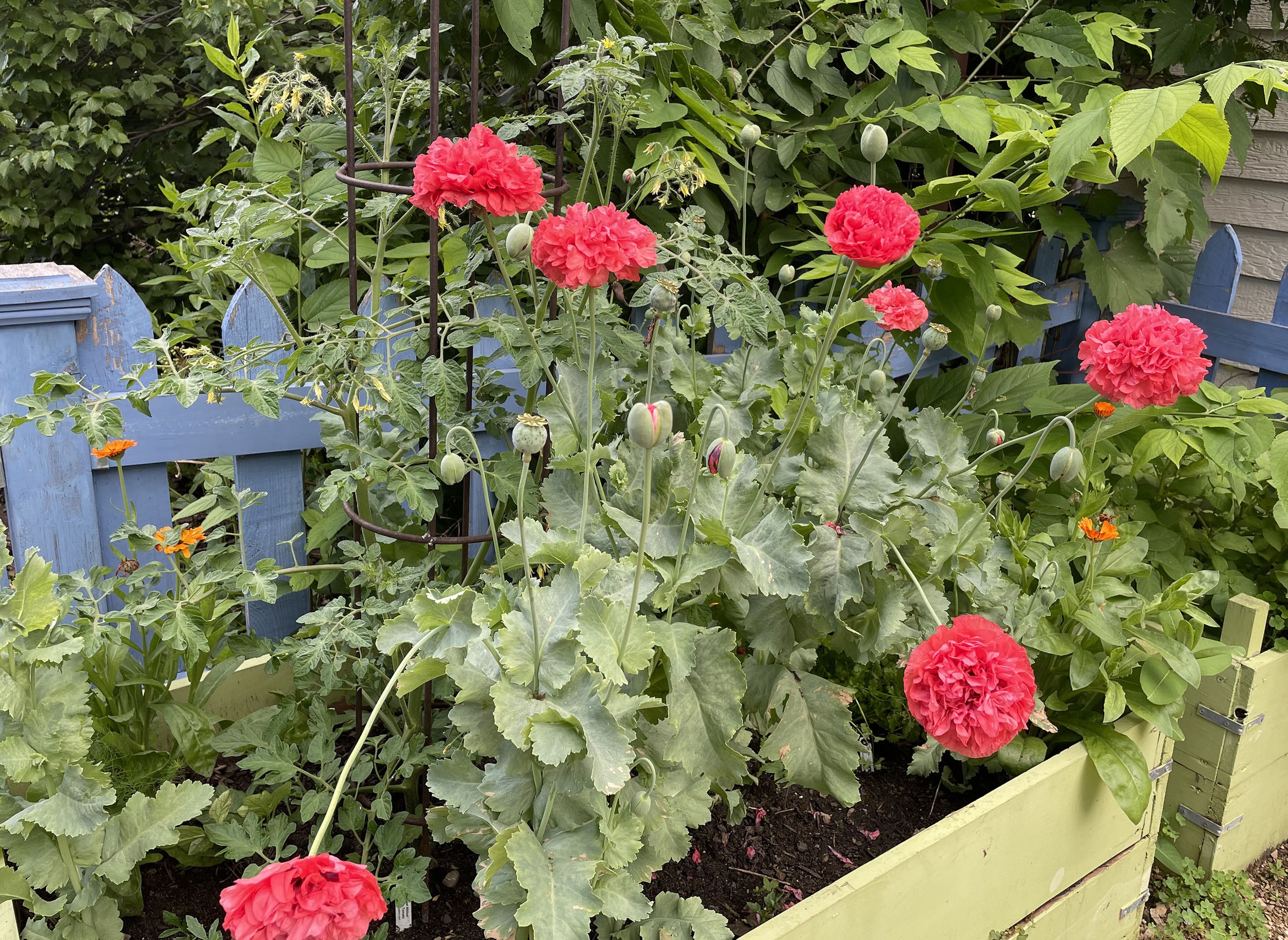 Garden Plans Must Adapt to Uninvited Guests