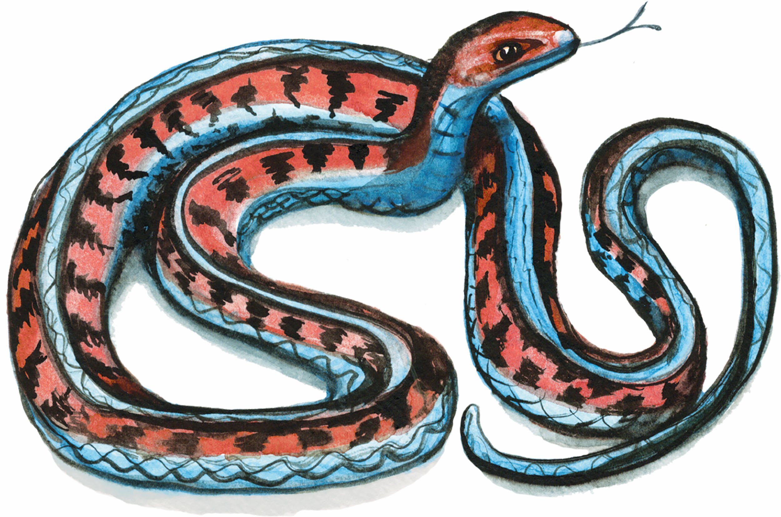 Snake Holidays This Month Nurture Understanding, Quell Fears 