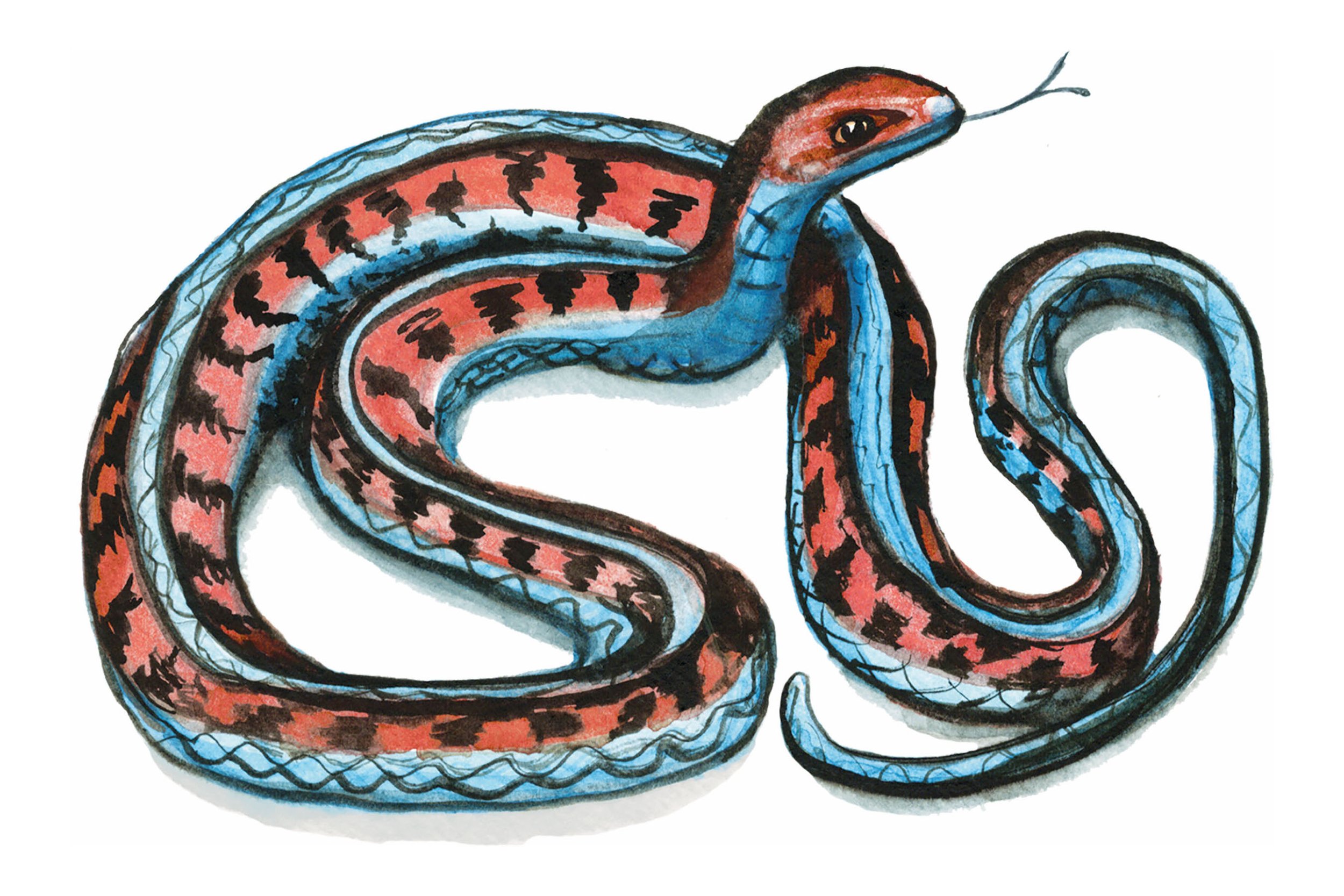 Snake Holidays This Month Nurture Understanding, Quell Fears 
