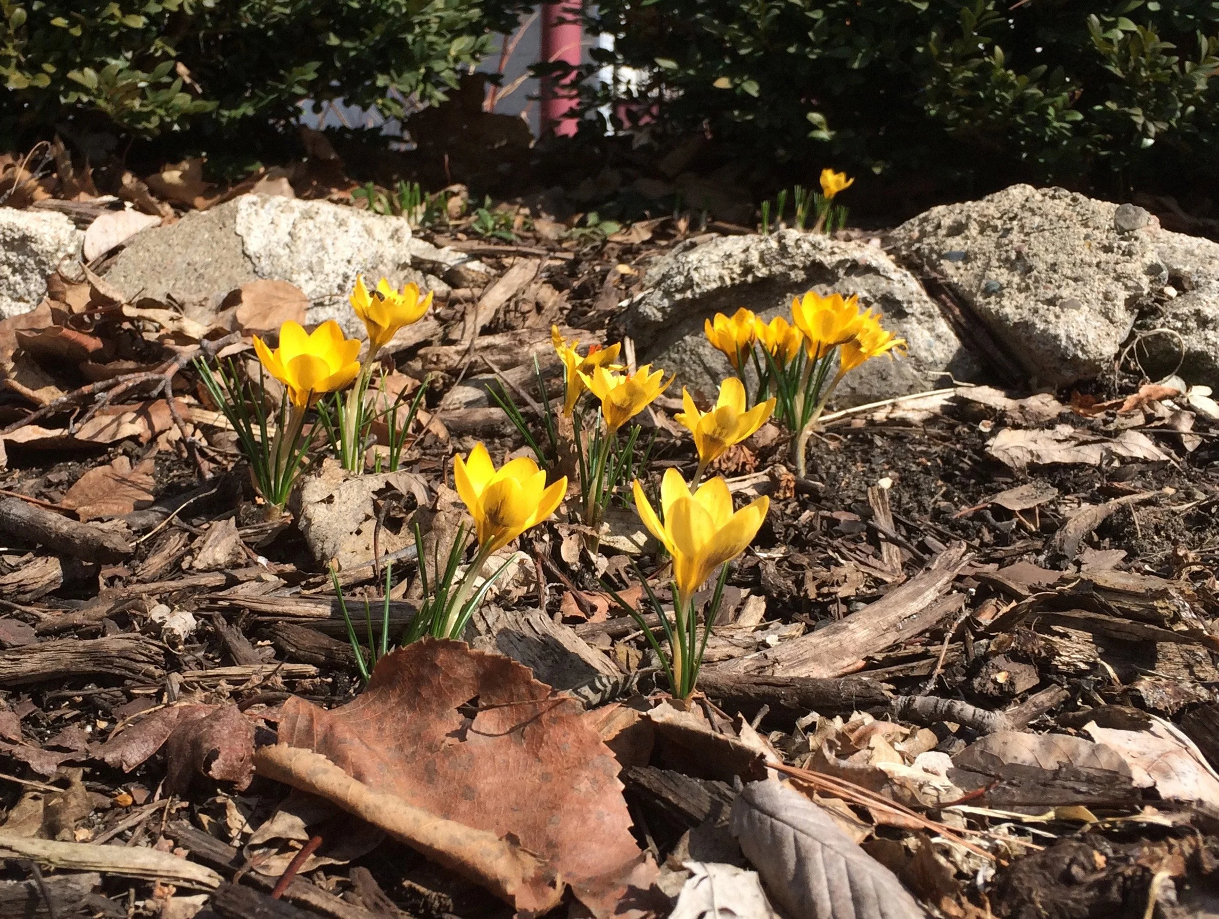 Spring Yard Chores: Letting Sleeping Insects Lie