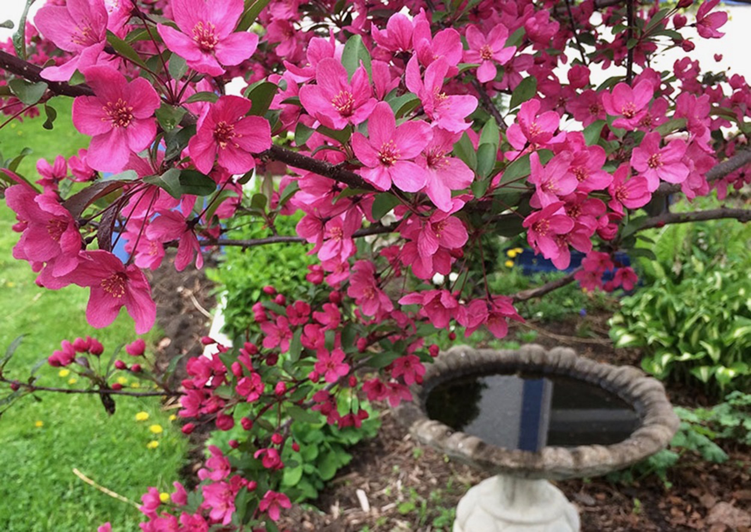 May Day and other May days: Letting petals fall where they may