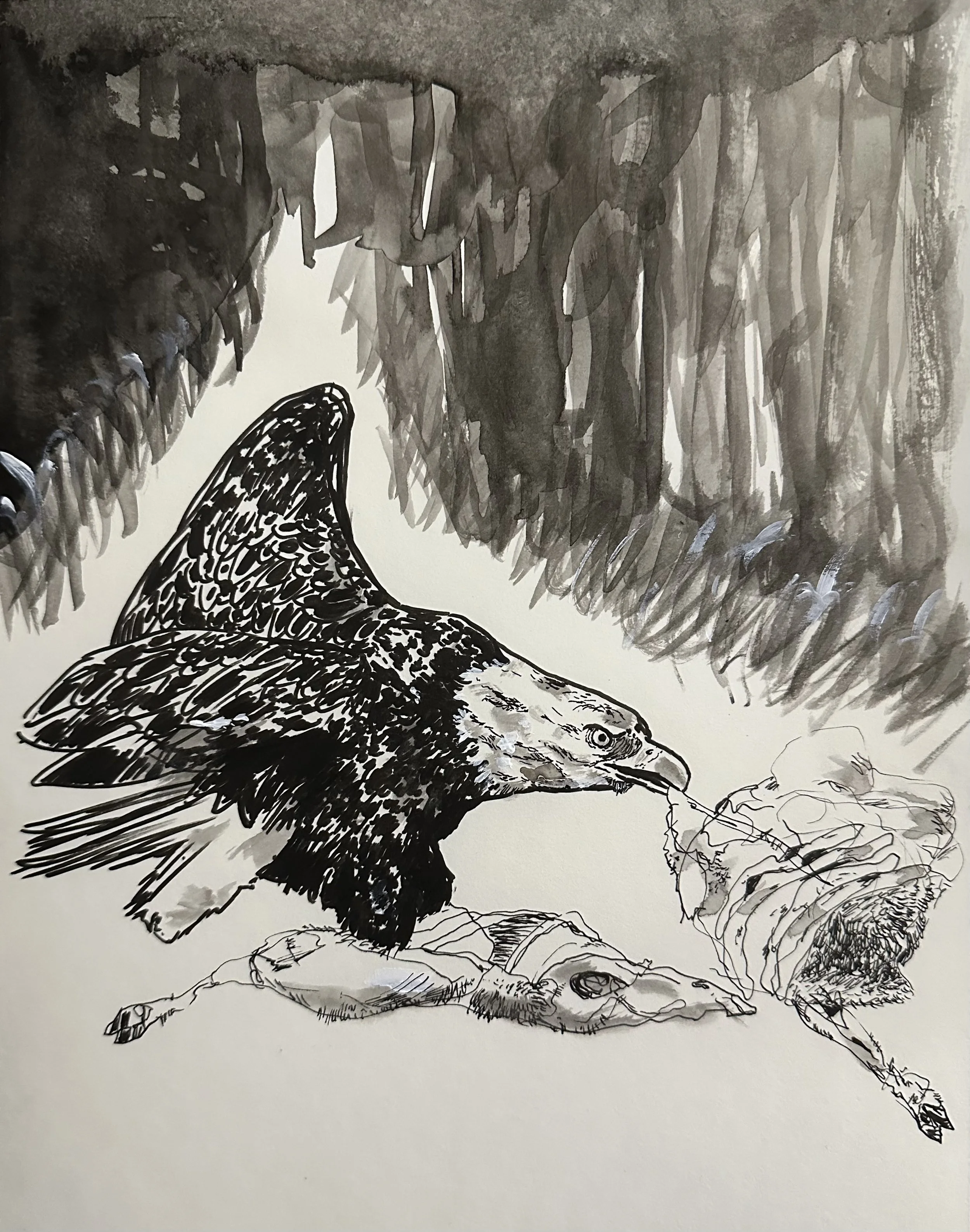 Bald Eagle, Pen & Ink (9" x 12")