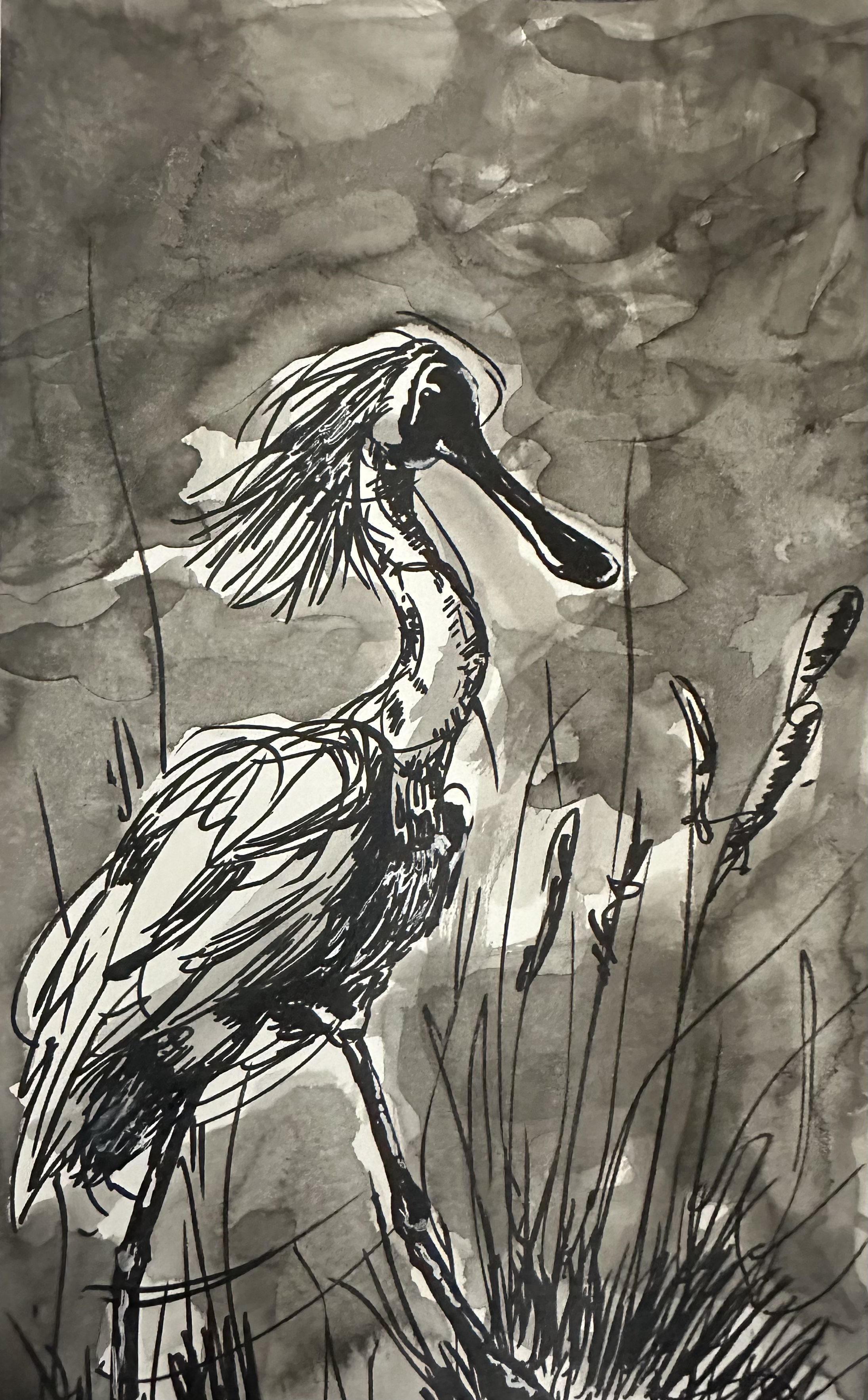 Royal Spoonbill, Pen & Ink (9" x 12")