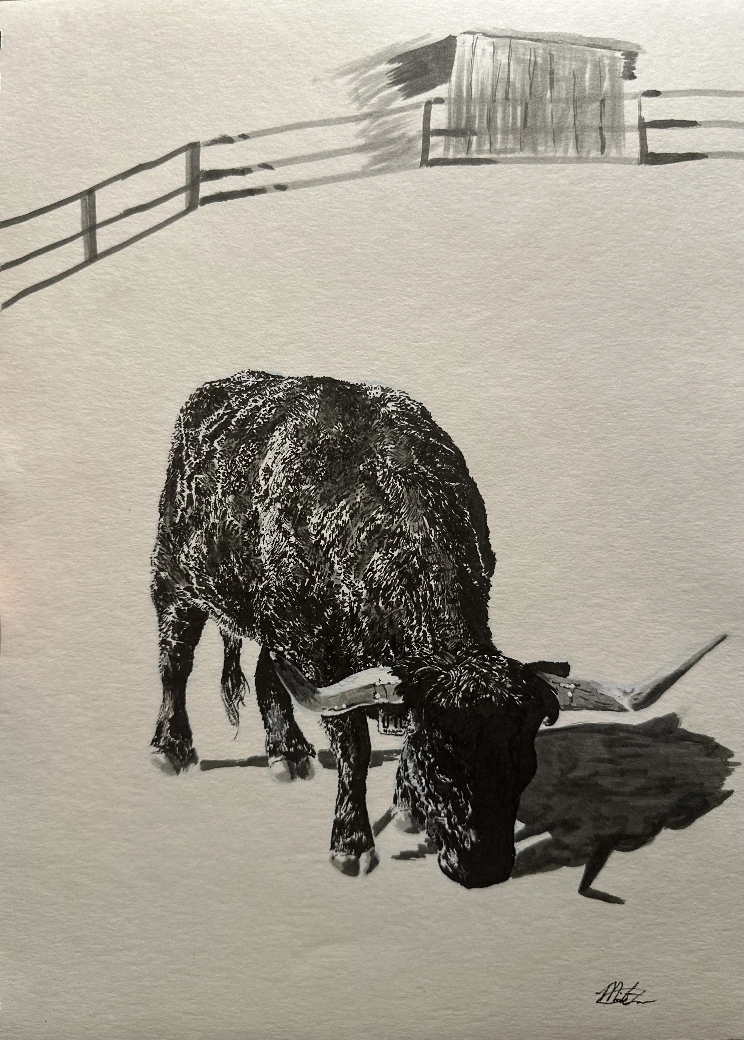 Lambo, Pen & Ink (9” x 12”)