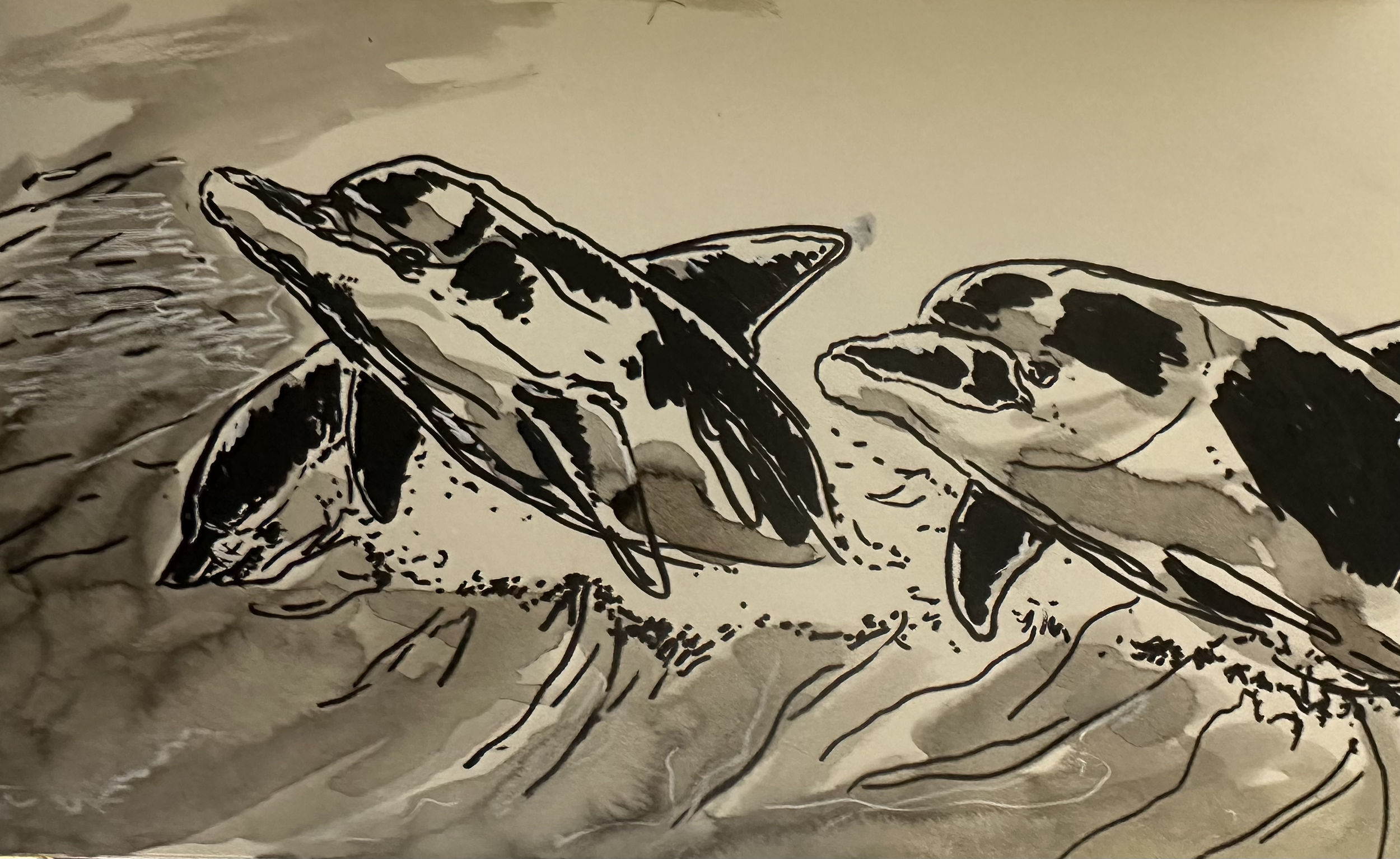 Bottlenose Dolphins, Pen & Ink (9" x 12")
