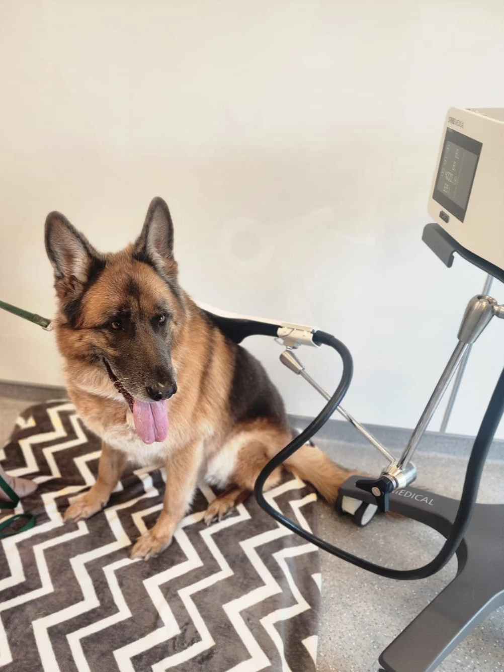 Degenerative Myelopathy (DM) — BARC