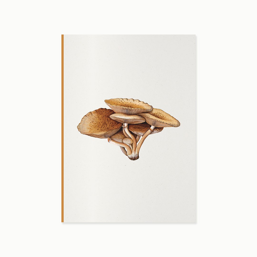 Mantarlar3 - inocybe pudica.jpg