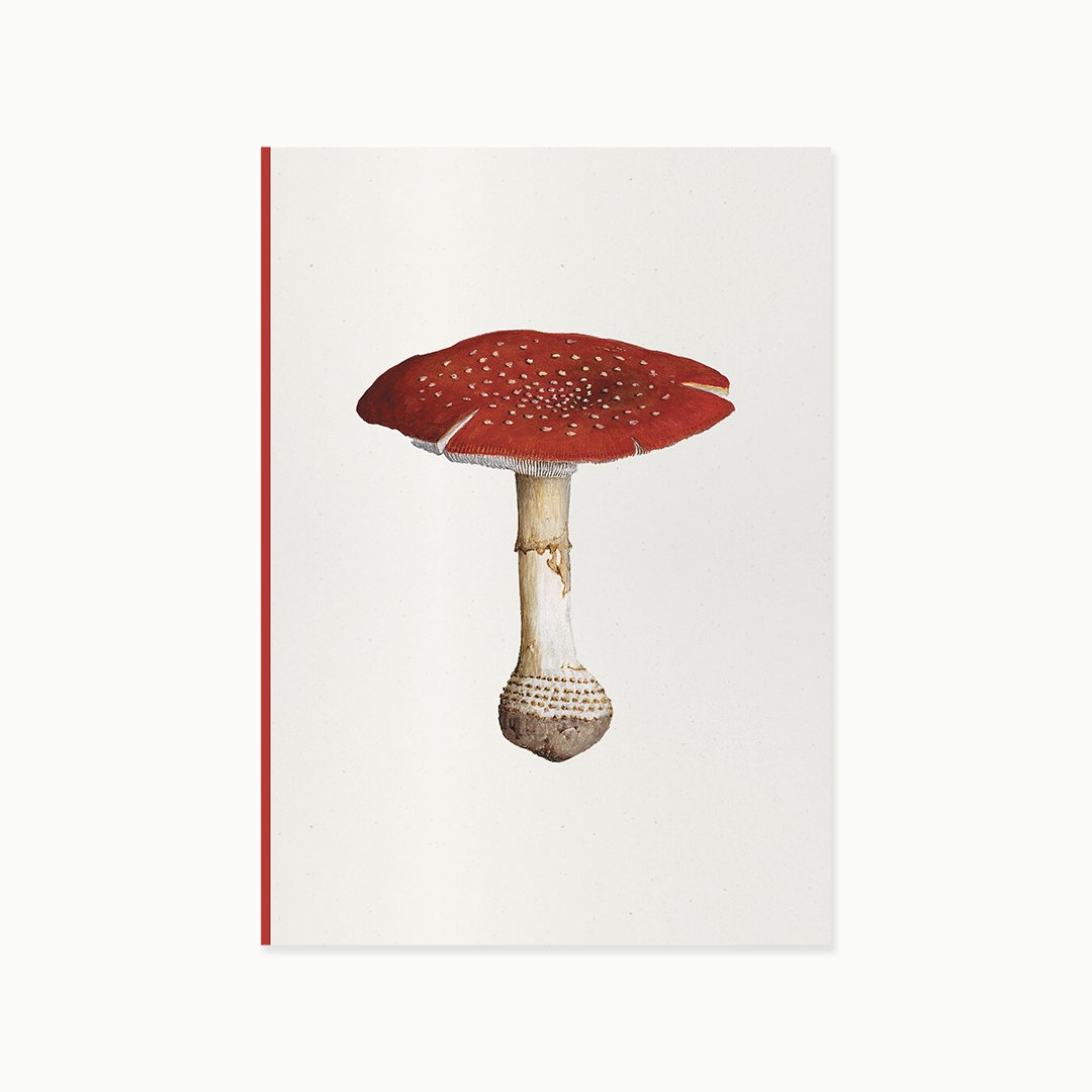 Mantarlar1 - amanita muscaria.jpg