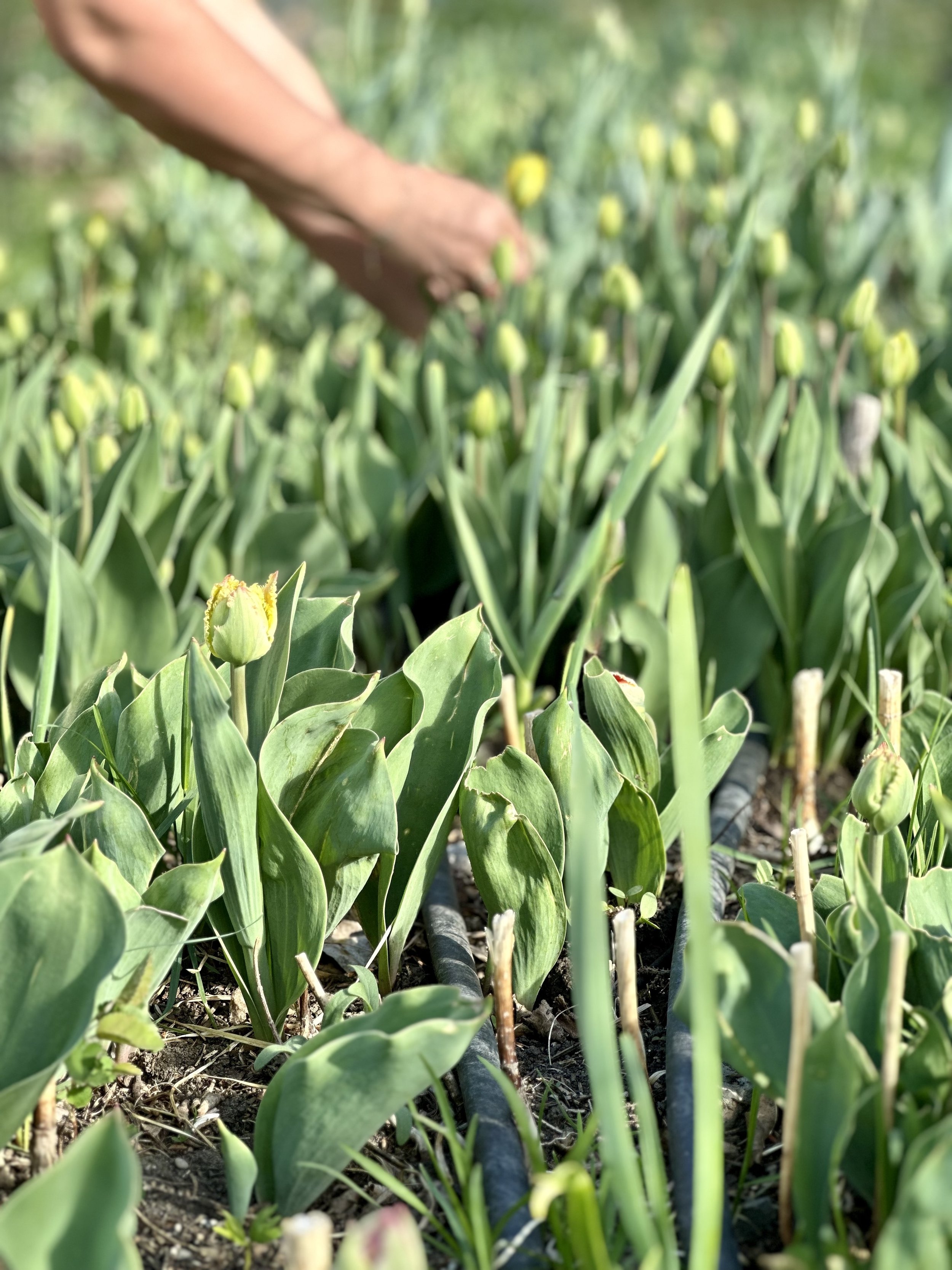 Close-up of green tulip plants with yellow flower buds in a garden bed, with a person's arm and hand reaching towards the plants in the background.