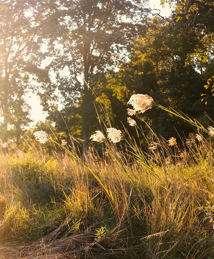 Rajaji Tiger Reserve, Uttarakhand