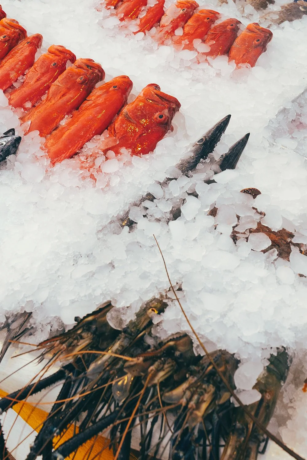 Fish in display at Mirissa Beach