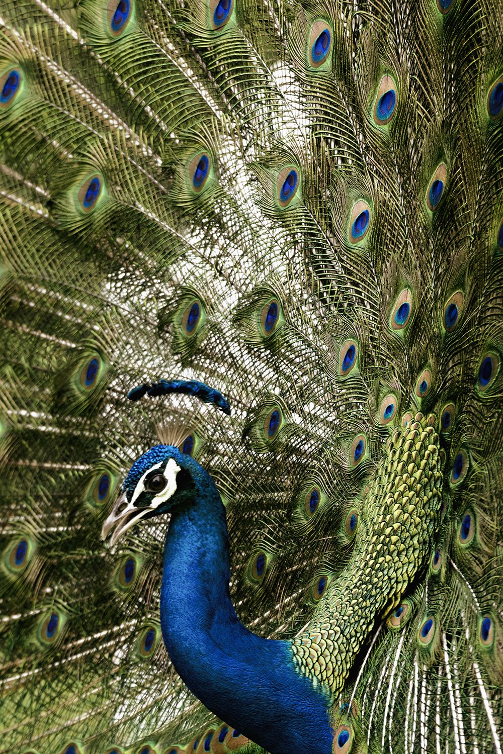 Indian Peacock