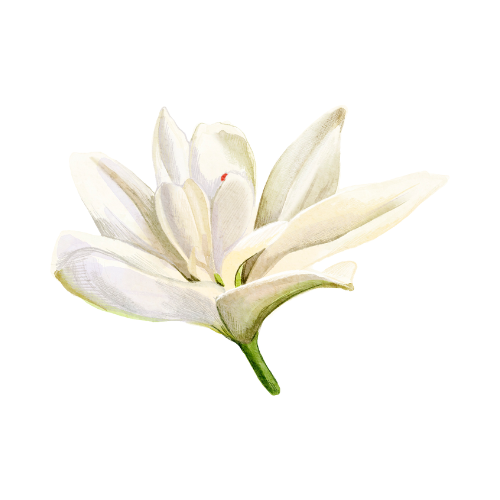 An image of flowers.