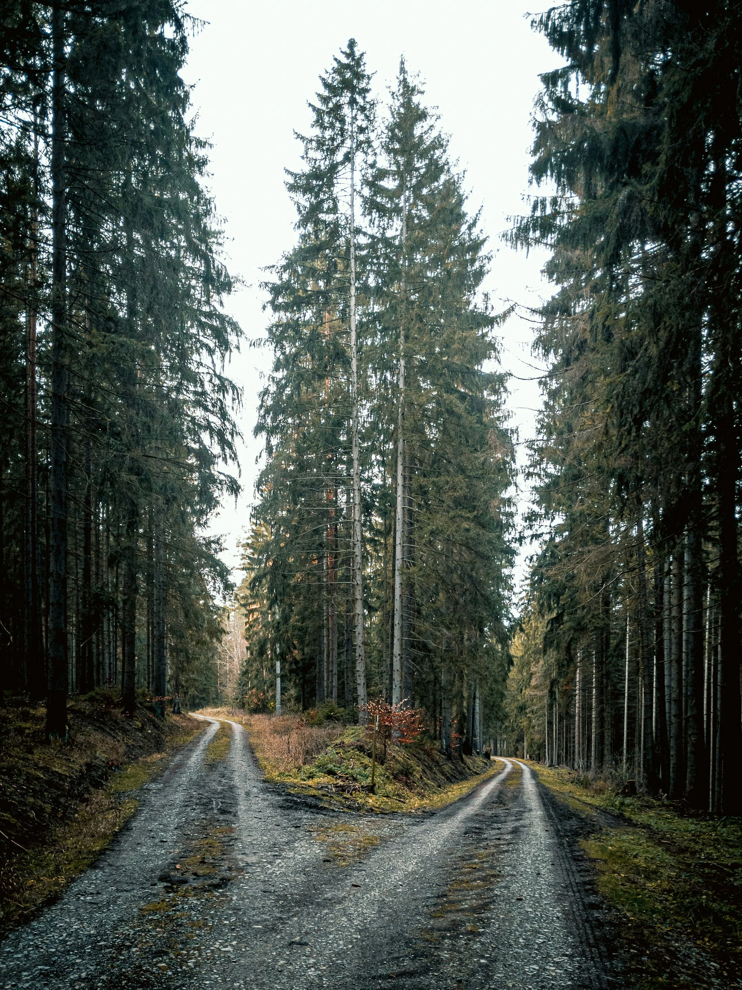 Two forest paths representing the choice between IFS and CBT approaches