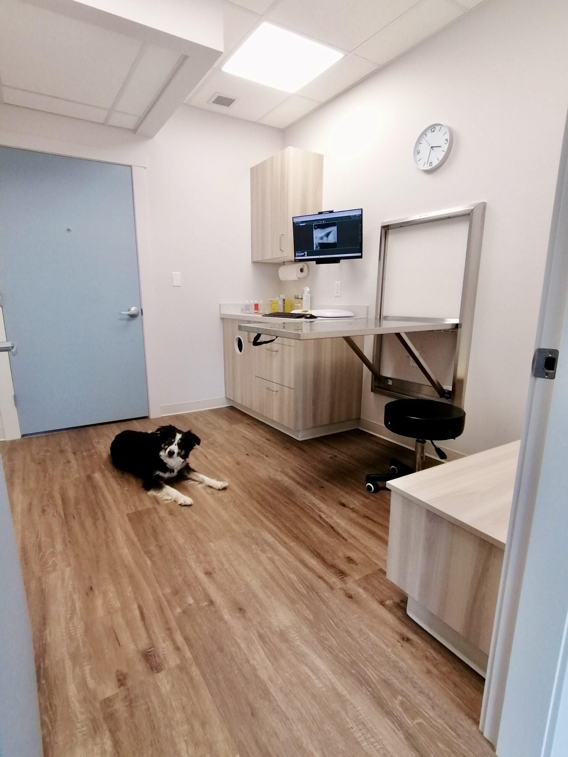 A veterinary examination room with wooden flooring, a desk with medical supplies, a wall-mounted monitor showing an ultrasound image, a black stool, and a black and white dog lying on the floor.