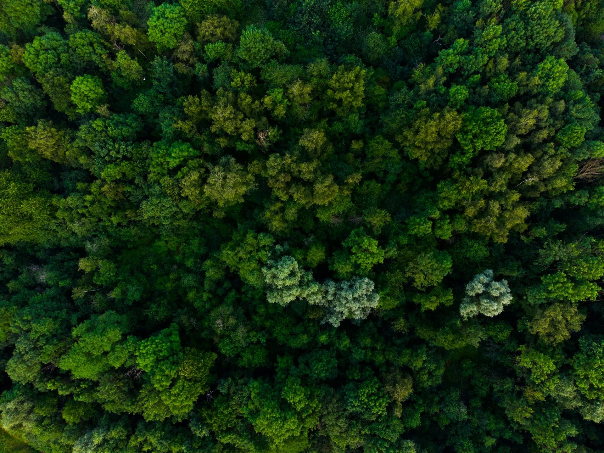 Sustainable paper solutions Australia