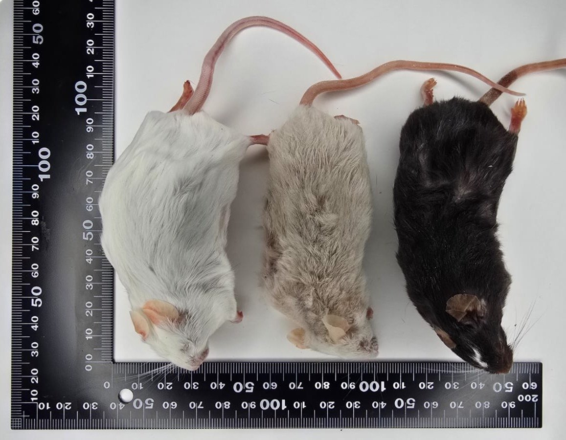 XL Mice.jpg