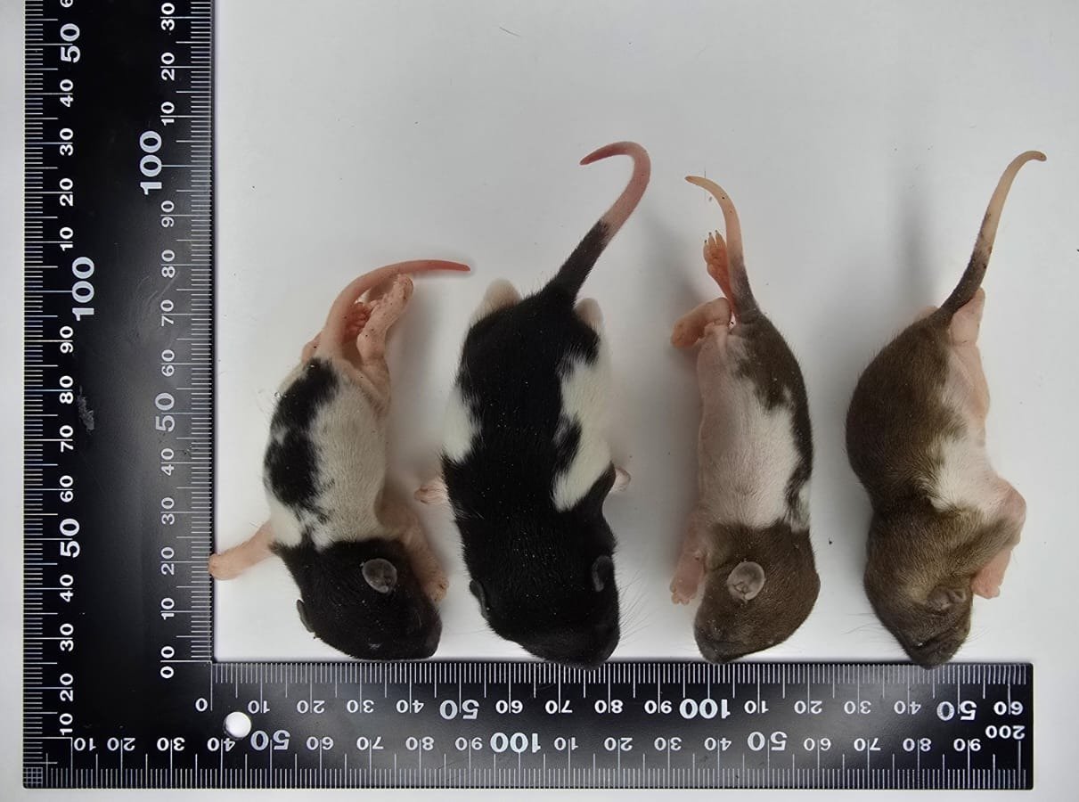 Fuzyy Rat.jpg