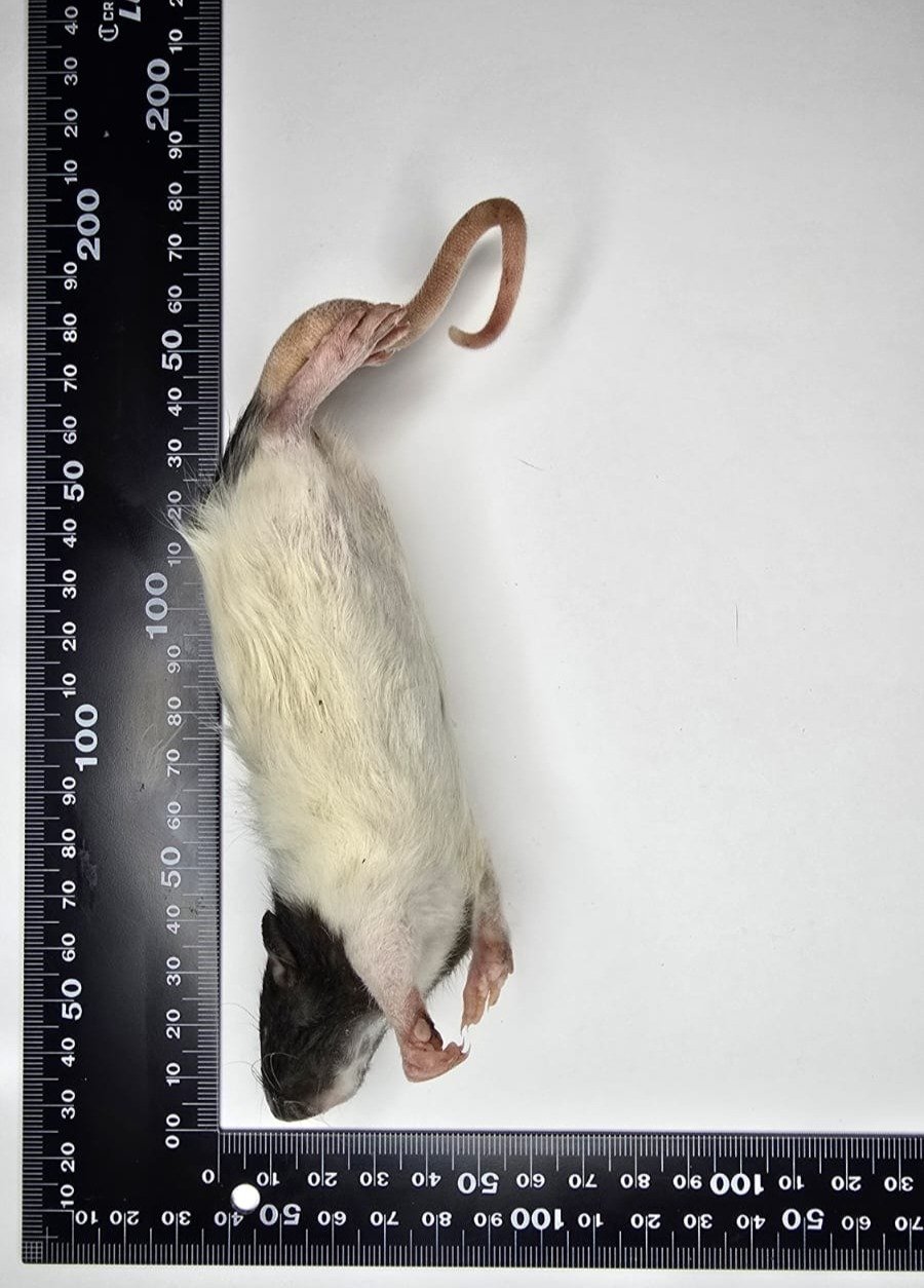 Small Rat.jpg