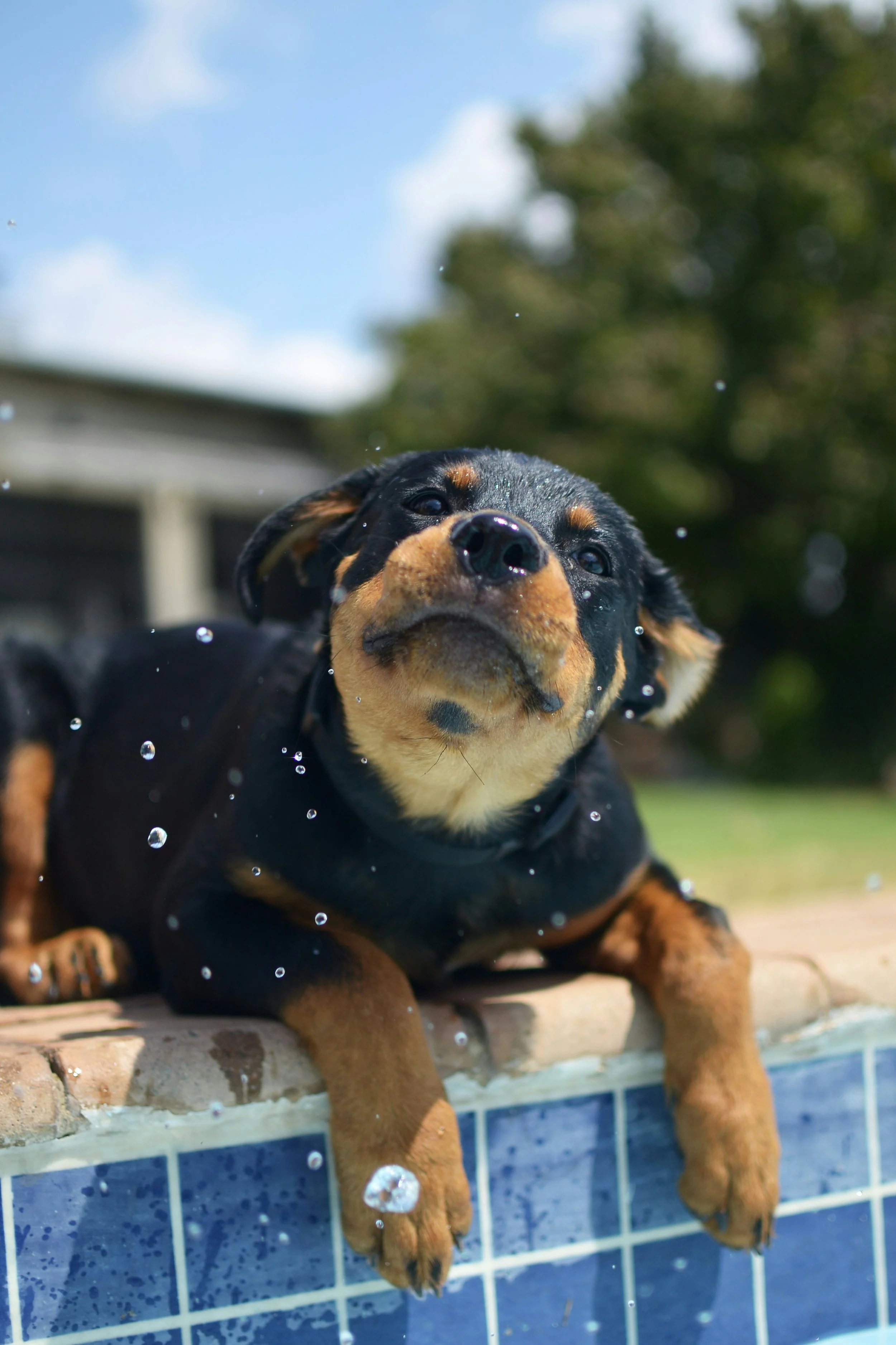 Chiens catégorisés