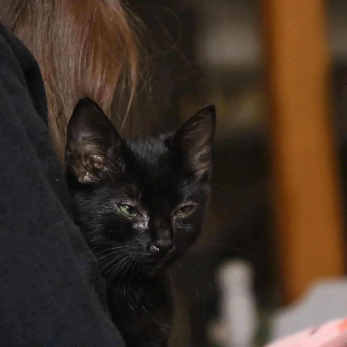 MAJ : R&eacute;serv&eacute;e 🏡 
🖤 Wasabi, la douceur au c&oelig;ur d&rsquo;&eacute;b&egrave;ne &agrave; l'adoption 🖤

Voici Wasabi, une adorable chatonne de 2 mois, toute noire et pleine de tendresse.
Sous son petit air myst&eacute;rieux se cache 