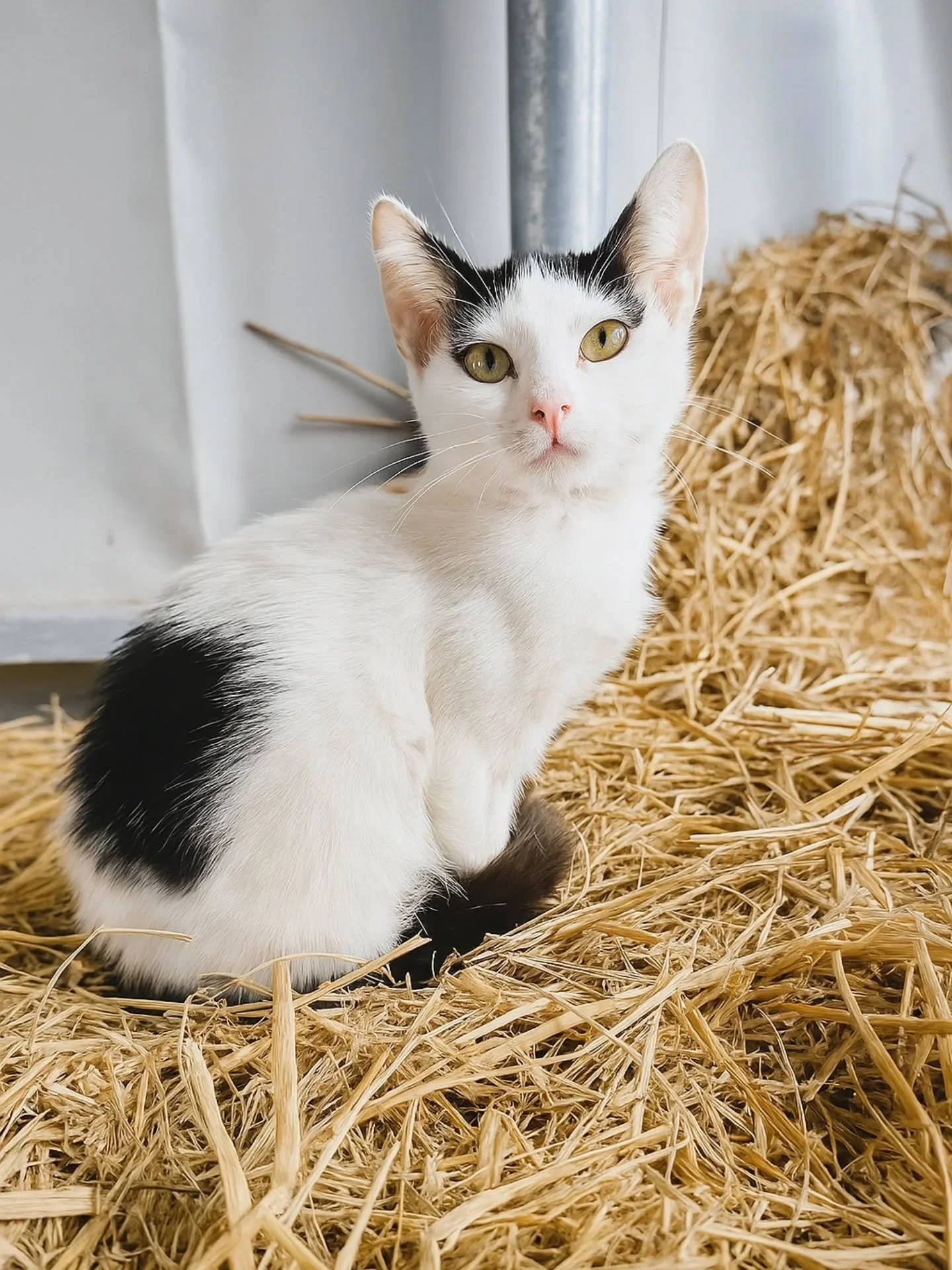🤍 Alya, la petite &acirc;me douce &agrave; l'adoption 🤍

Voici Alya, une chatonne de 2 mois et demi au regard plein de tendresse.
C&rsquo;est une petite merveille d&rsquo;amour, un peu timide au premier abord, mais qui observe, analyse, et finit pa