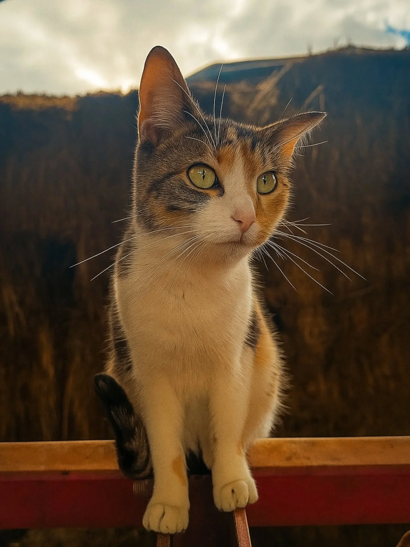 🌿 Lala, la douceur en &eacute;quilibre &agrave; l'adoption 🌿

Voici Lala, jeune minette d&rsquo;1 an et 4 mois au regard tendre et &agrave; l&rsquo;&acirc;me paisible ✨
Douce et d&eacute;licate, elle observe le monde avec une s&eacute;r&eacute;nit&