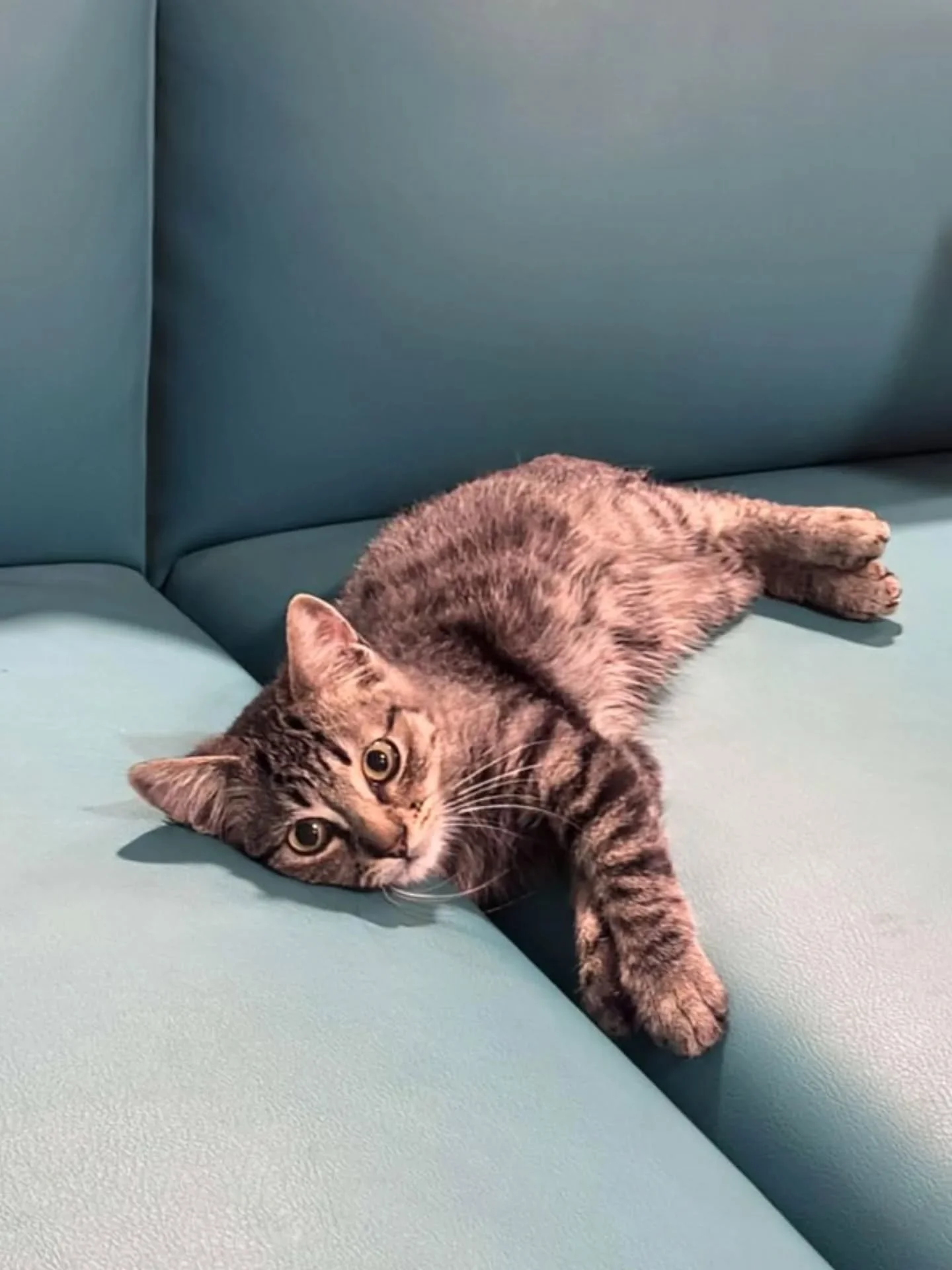 🤎 Chibi, le petit c&oelig;ur collant &agrave; l'adoption 🤎

Voici Chibi, chaton de 3 mois au regard tendre et au c&oelig;ur d&eacute;bordant d&rsquo;amour ✨
Ultra proche de l&rsquo;humain, il aime &ecirc;tre toujours au contact, se glisser contre n