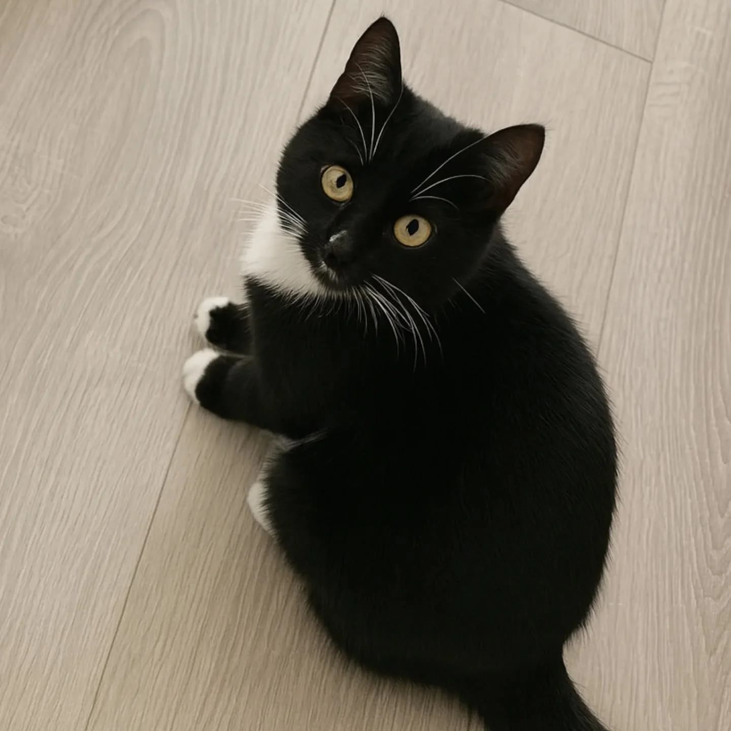 🖤 Louise, la petite douceur tuxedo &agrave; l'adoption 🤍

Voici Louise, chatonne de 4 mois au pelage noir et blanc &eacute;l&eacute;gant et au temp&eacute;rament tendre ✨
Douce et calme, elle aime s&rsquo;installer contre ses humains pour profiter 