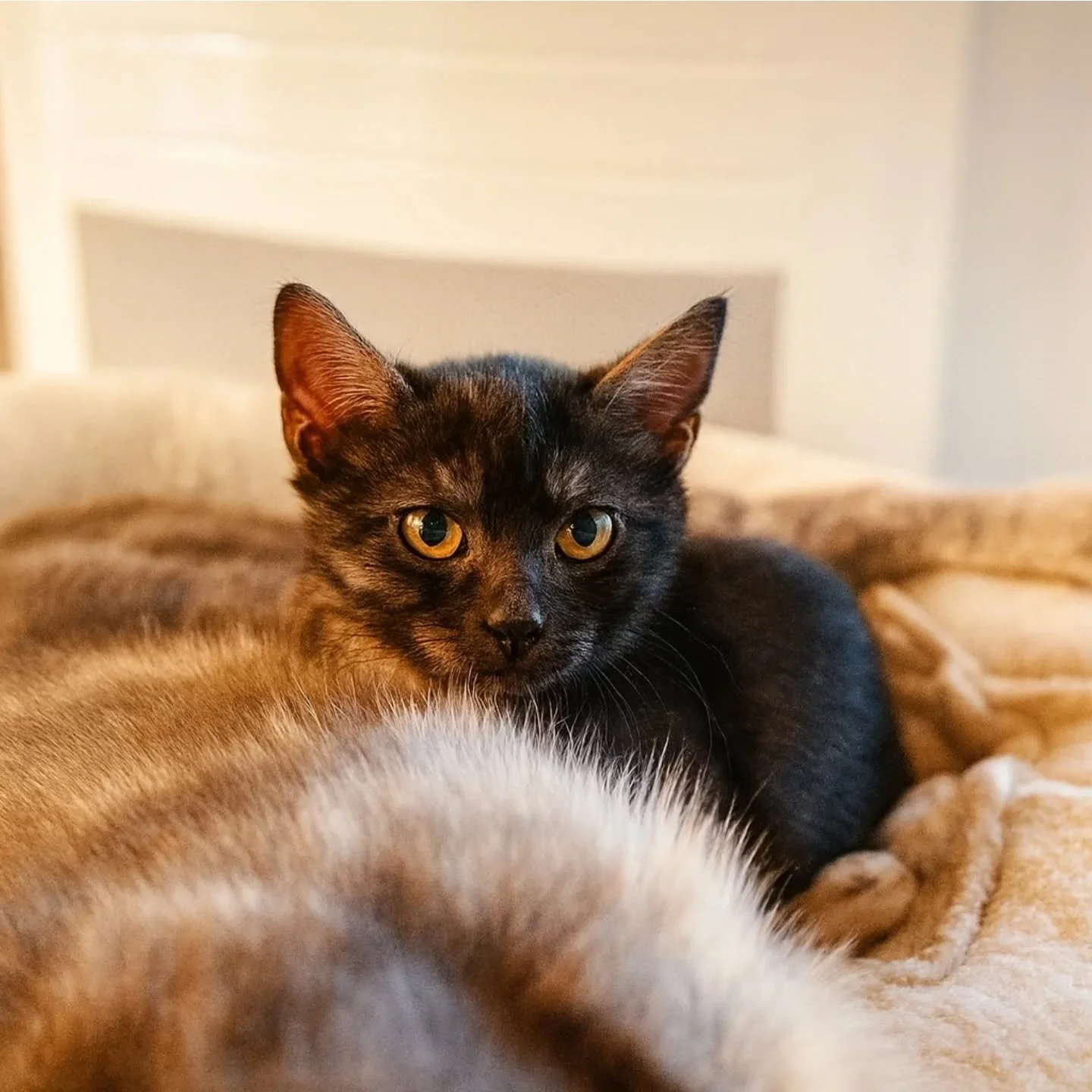 🌑 Shadow, le petit c&oelig;ur discret &agrave; l'adoption 🌙

Voici Shadow, chaton de 3 mois au pelage fum&eacute; sublime et au regard doux ✨
Timide lorsqu&rsquo;il ne conna&icirc;t pas, il observe d&rsquo;abord son environnement avec prudence&hell